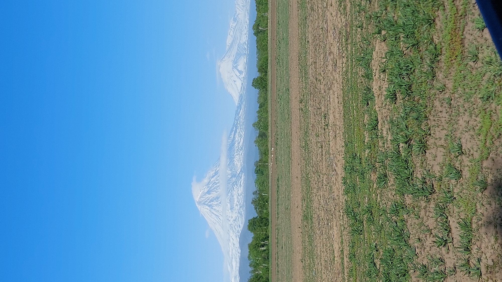 A wide, vertical shot captures a landscape under a clear blue sky. In the background, snow-capped mountains dominate the horizon, with a prominent peak on the left featuring a cloud formation resembling a lenticular cloud. A line of green trees runs across the middle ground, separating the mountains from the foreground. In front of the trees, a small flock of birds, possibly cranes or storks due to their white and dark coloring and long legs, are scattered across a field. The foreground is a cultivated field with rows of young green plants emerging from the brown soil. The overall scene suggests a rural or natural setting in a mountainous region, possibly during spring or early summer. The location is identified as Зелёный, Russia.
