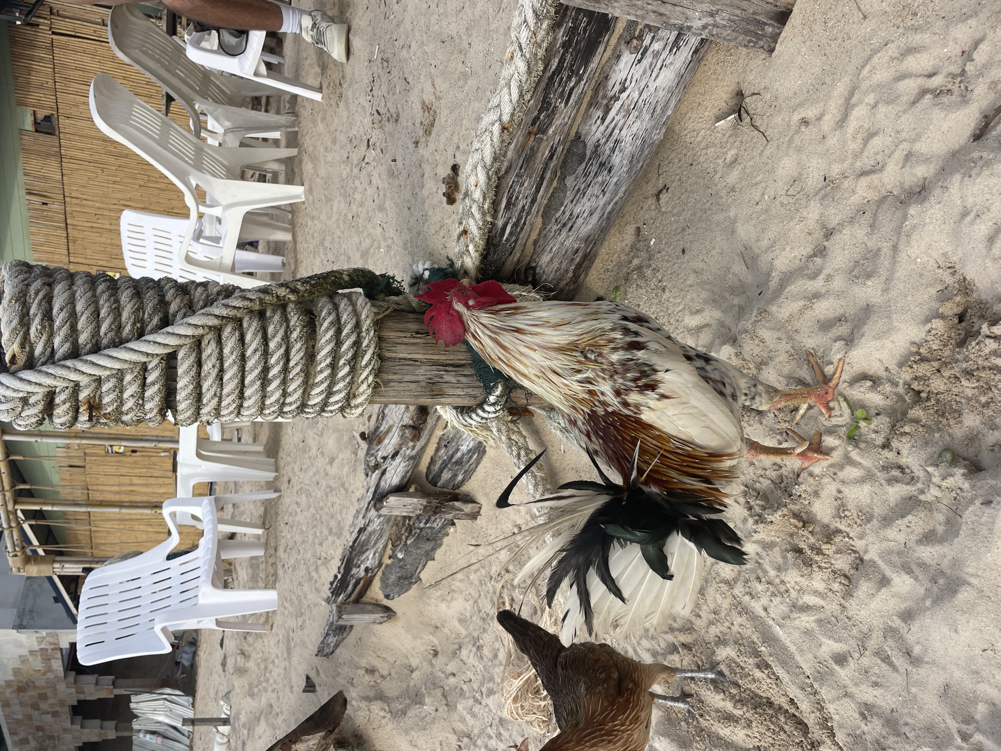 On a sandy beach in Choeng Thale, Thailand, a white and brown rooster with a red comb is seen near a wooden post wrapped with thick rope. A brown chicken is visible in the foreground. White plastic chairs are scattered in the background, and a bamboo structure is partially visible. A person's leg and shoe are seen on the top left. Debris and driftwood are scattered around the base of the post.
