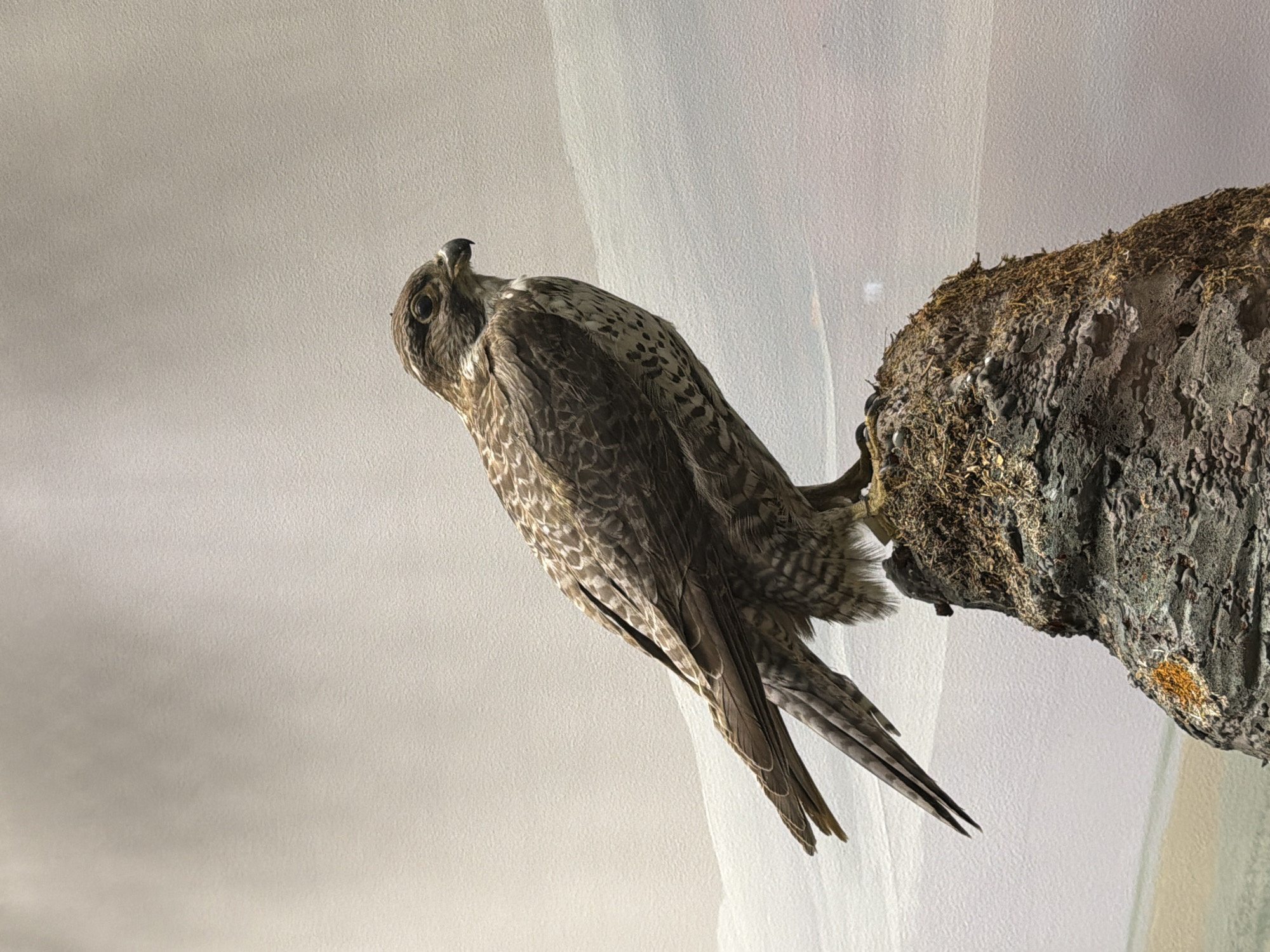 This is a media file of a taxidermied falcon perched on a piece of bark. The falcon is positioned on the left side of the frame, facing towards the right and looking upwards. Its body is covered in intricate brown and white patterned feathers. Its talons are visible, gripping the bark. The bark is rough and textured, with moss and other organic material clinging to it. The background is a plain, light-colored wall with some subtle shadowing. The lighting appears to be artificial and is focused on the subject, creating a gentle gradient on the wall. There is no text visible in the media file. The overall impression is a still-life presentation of a wild bird specimen.