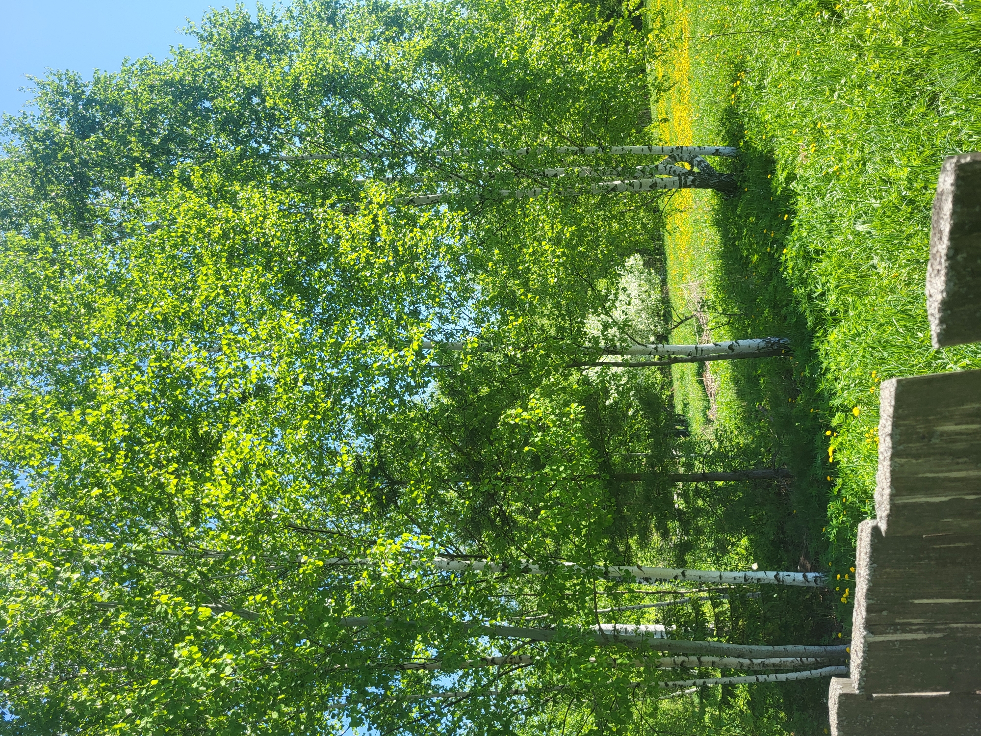 The image depicts a sunlit landscape, likely in Зипуново, Russia, featuring a row of birch trees with white bark and green foliage. The trees form a partial canopy, with glimpses of a blue sky above. The ground is covered in lush green grass interspersed with yellow wildflowers, possibly dandelions. A concrete structure, possibly part of a fence or wall, is partially visible in the foreground. The scene suggests a natural setting within or near the city. There are no people visible in the image.