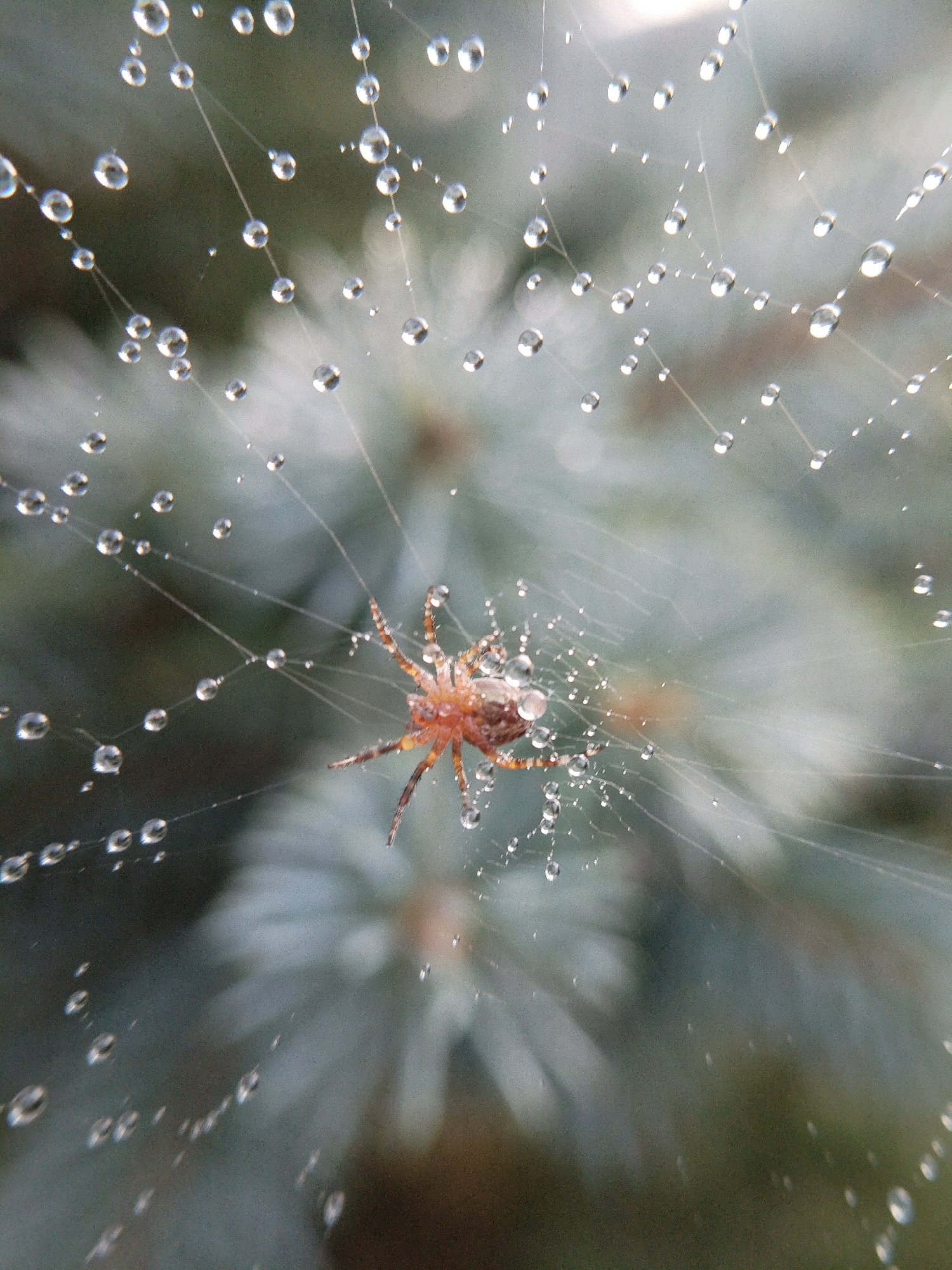 A close-up, eye-level shot captures a small, reddish-brown spider on a dew-covered spiderweb. The spider, with visible legs, is positioned near the center of the frame, its body partially obscured by water droplets. The delicate strands of the web are adorned with numerous clear, spherical water droplets that refract light, creating a shimmering effect. The background consists of soft, out-of-focus greenery, suggesting an outdoor environment, possibly in Bialynichy, Belarus. The lighting appears to be natural, possibly from early morning or late afternoon, casting a gentle glow on the scene.