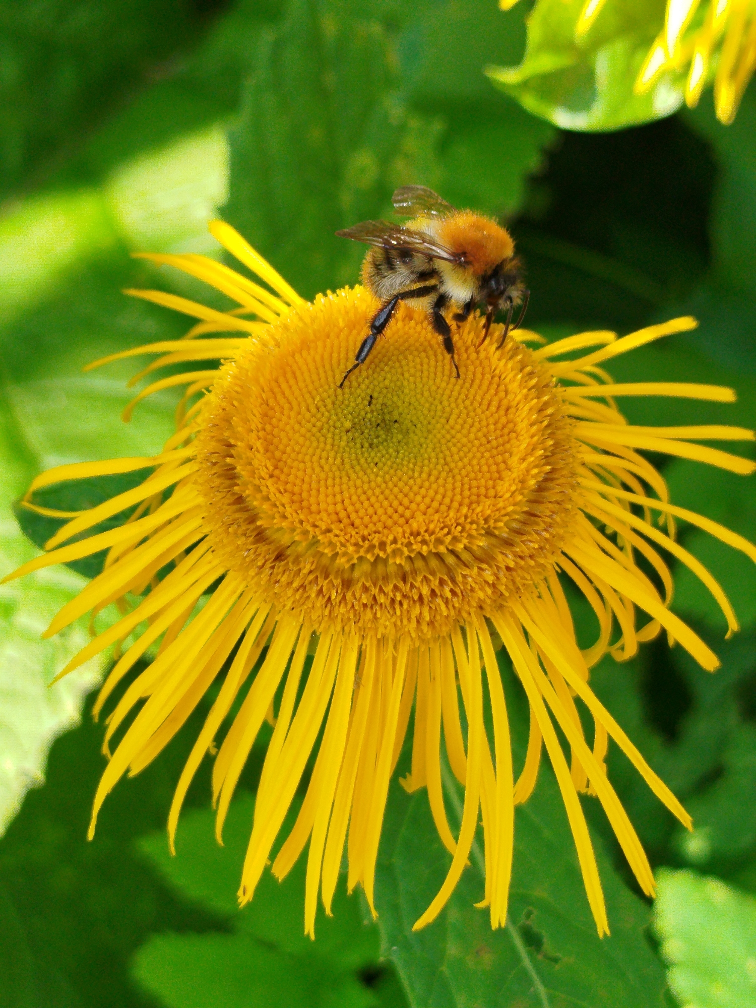 A bumblebee with a furry, striped body, predominantly orange and black, is positioned on a bright yellow flower. The flower has numerous thin, ray-like petals radiating outwards from a central disc composed of smaller, densely packed florets. The bumblebee is facing towards the right side of the frame, with its legs and proboscis in contact with the flower's center. The background is a blur of green foliage, suggesting an outdoor, natural environment, possibly a garden or field. The image appears to be taken from a close-up perspective, highlighting the intricate details of both the insect and the bloom. There is no indication of the specific location within Chkalovskoye SNT, Russia.