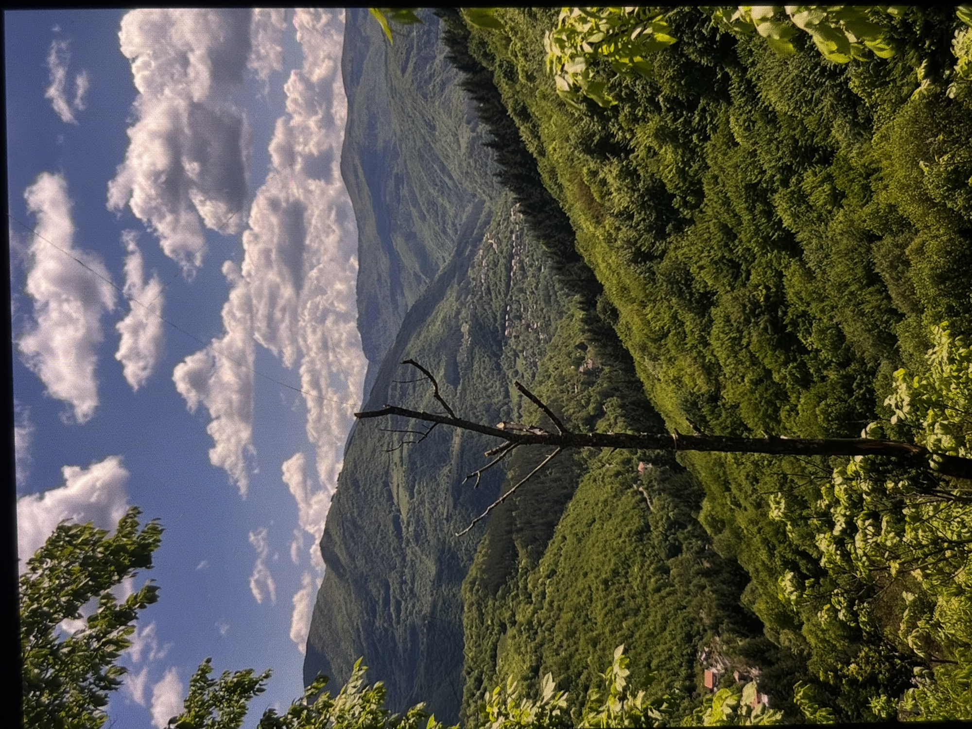 The image depicts a lush, mountainous landscape under a bright, cloudy sky. In the foreground, partially obscuring the view, are the leaves and branches of trees, rendered in shades of vibrant green. A prominent feature is a tall, bare tree trunk with several broken branches, positioned slightly off-center and reaching upwards.
The middle ground is dominated by steep, densely forested hillsides. The trees are a rich green, suggesting a temperate climate. Nestled within a valley in the middle distance, a small village with red-roofed houses is visible, surrounded by more greenery. The terrain is characterized by rolling hills and deep valleys.
In the background, a series of layered mountains recede into the distance, their contours softened by atmospheric perspective. The sky is a bright blue, punctuated by numerous white, fluffy clouds that cast shadows on the landscape below. The overall impression is one of a serene and verdant natural environment. The scene is devoid of any human activity or discernible structures beyond the distant village.