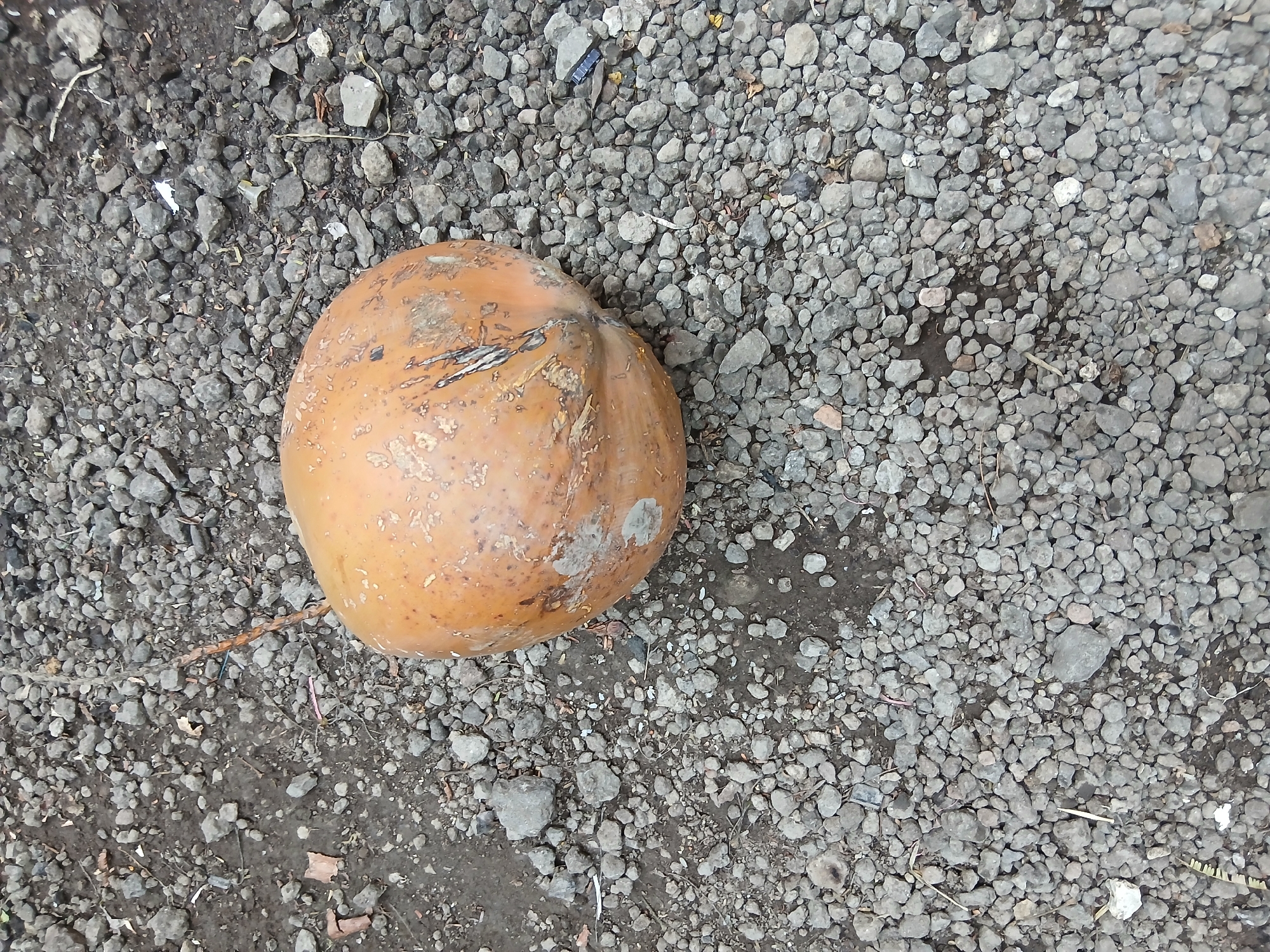 A single, light brown, dried coconut rests on a surface composed of small, grey pebbles and dark soil. The coconut is positioned towards the upper center of the frame, with its rounded body taking up a significant portion of the image. The surface appears to be outdoors, possibly a pathway or a garden area. The lighting suggests it is daytime. There are no people or animals visible in the image. The environment is dry and somewhat sparse.