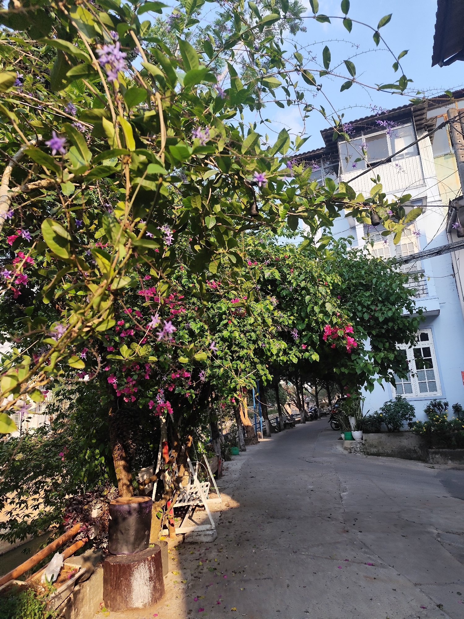 The image displays a residential street or alleyway in Da Lat, Vietnam, under clear daylight conditions. The scene is viewed from ground level, looking down a paved, curving road that recedes into the background.
In the immediate foreground on the left, a dense mass of green foliage with numerous clusters of small, star-shaped purple flowers, consistent with Petrea volubilis, dominates the frame. Behind this, another plant with bright pink bougainvillea flowers is visible. Below these plants, a dark cylindrical object rests on a dark wooden block, and a white, possibly wooden, swing or bench structure is partially visible. Further left, a concrete-lined drainage ditch contains wooden poles and a white plastic bag. Multiple motorbikes are parked along the left side of the road further down.
To the right, a multi-story light blue residential building features several white-framed windows, including a second-story balcony with white railings and an enclosed upper level with multiple windowpanes. Various potted plants are arranged along the building's base and the adjacent road edge.
The paved road surface, likely concrete or asphalt, shows cracks and wear, with scattered pink petals from flowering plants. Sunlight illuminates the upper canopy of trees and portions of the road, creating distinct shadows. No individuals are visible.