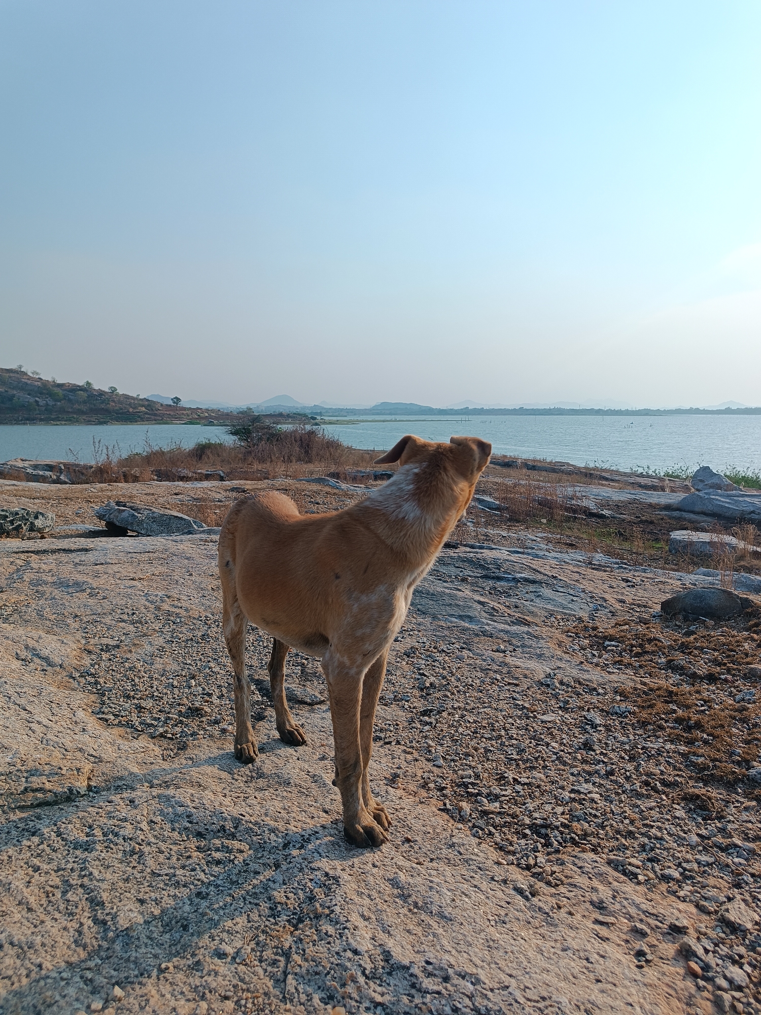 A medium-sized, tan dog stands on a rocky, gravelly terrain. The dog is facing away from the camera, with its head turned to the right, gazing towards a body of water in the background. The water stretches across the horizon, with land visible on the opposite shore. The sky is clear and pale blue. The setting is likely near Kammavaripalli, India, based on location. The scene suggests a natural environment near a lake or reservoir.