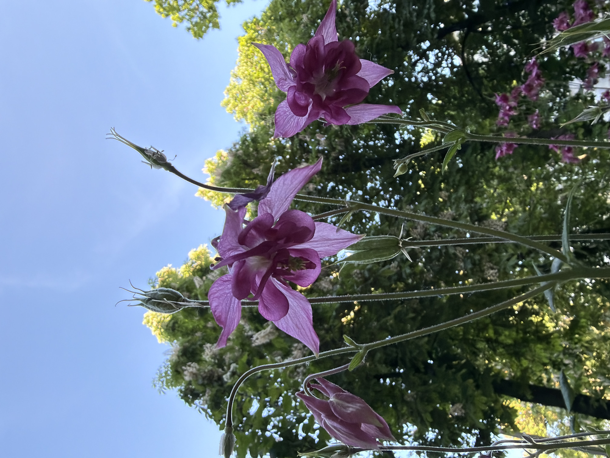 The image shows a low-angle view of purple Columbine flowers (Aquilegia) against a backdrop of green trees and a blue sky. There are three blooming flowers in focus, with several buds and seed pods visible on the plant's stems. The environment suggests a garden or natural setting. There is no direct evidence to confirm the location is Chișinău, Moldova.
