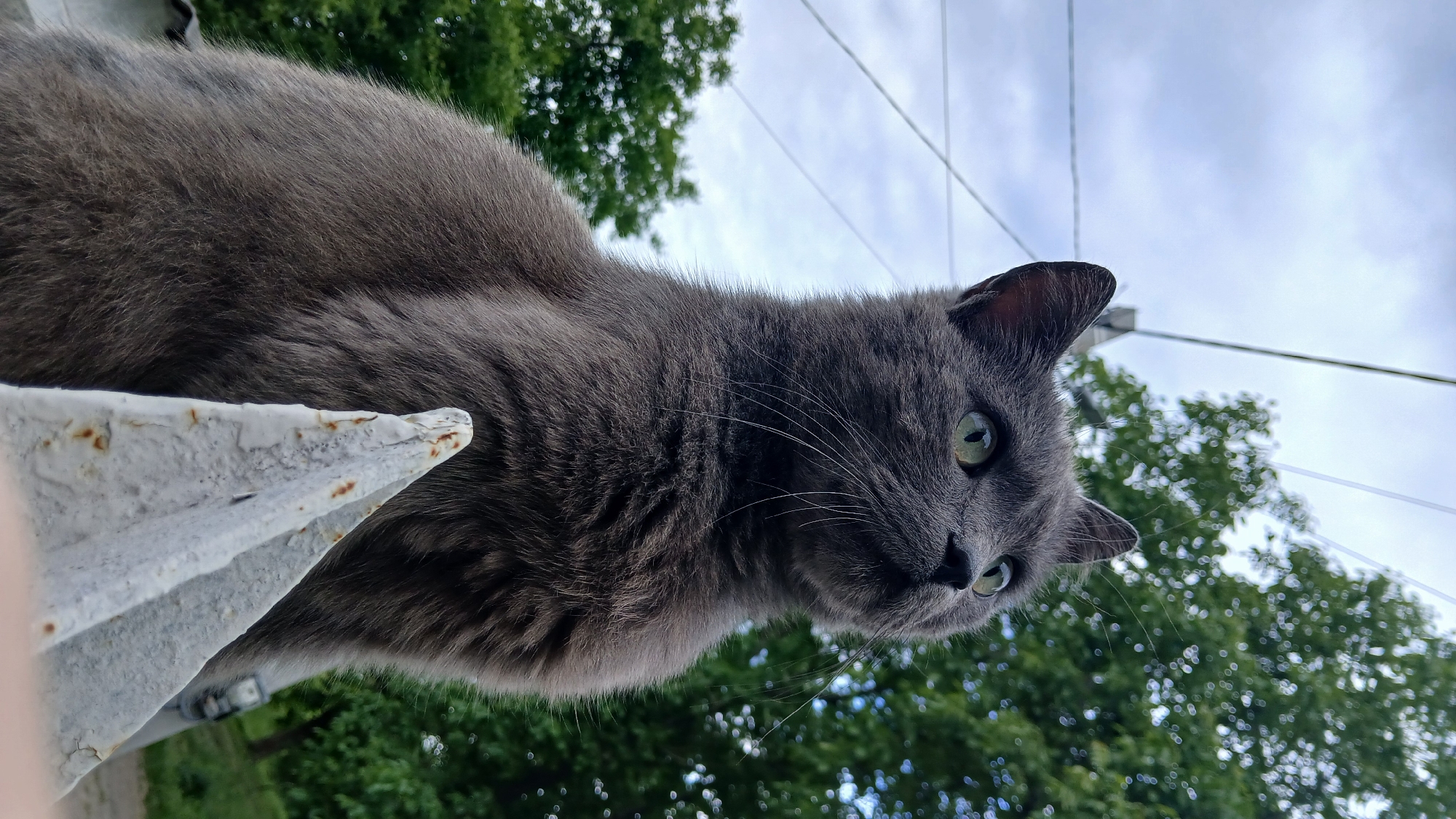 The main image, presented with a horizontal rotation, captures a medium-to-long-haired grey cat with prominent green eyes. The cat is positioned on a weathered white structure, which appears to be a metal surface, possibly a fence or railing, displaying areas of peeling paint and rust. Its head is slightly turned, and its gaze is directed downwards or forward, conveying a sense of curiosity or observation. The cat's whiskers are distinctively visible.
The photograph is taken from a low angle, looking up towards the cat. In the background, an overcast or partly cloudy sky is visible, crisscrossed by several utility wires or cables. Below the horizon line, out-of-focus green trees indicate an outdoor setting, possibly urban or suburban. The diffused lighting suggests it is daytime, likely under a cloudy sky.
The provided crop images offer closer views, highlighting the texture of the cat's thick grey fur, the vibrant green of its eyes, and the details of the rust and flaking paint on the white structure. No visible text is present in the media. This scene is located in Dnipro, Ukraine.