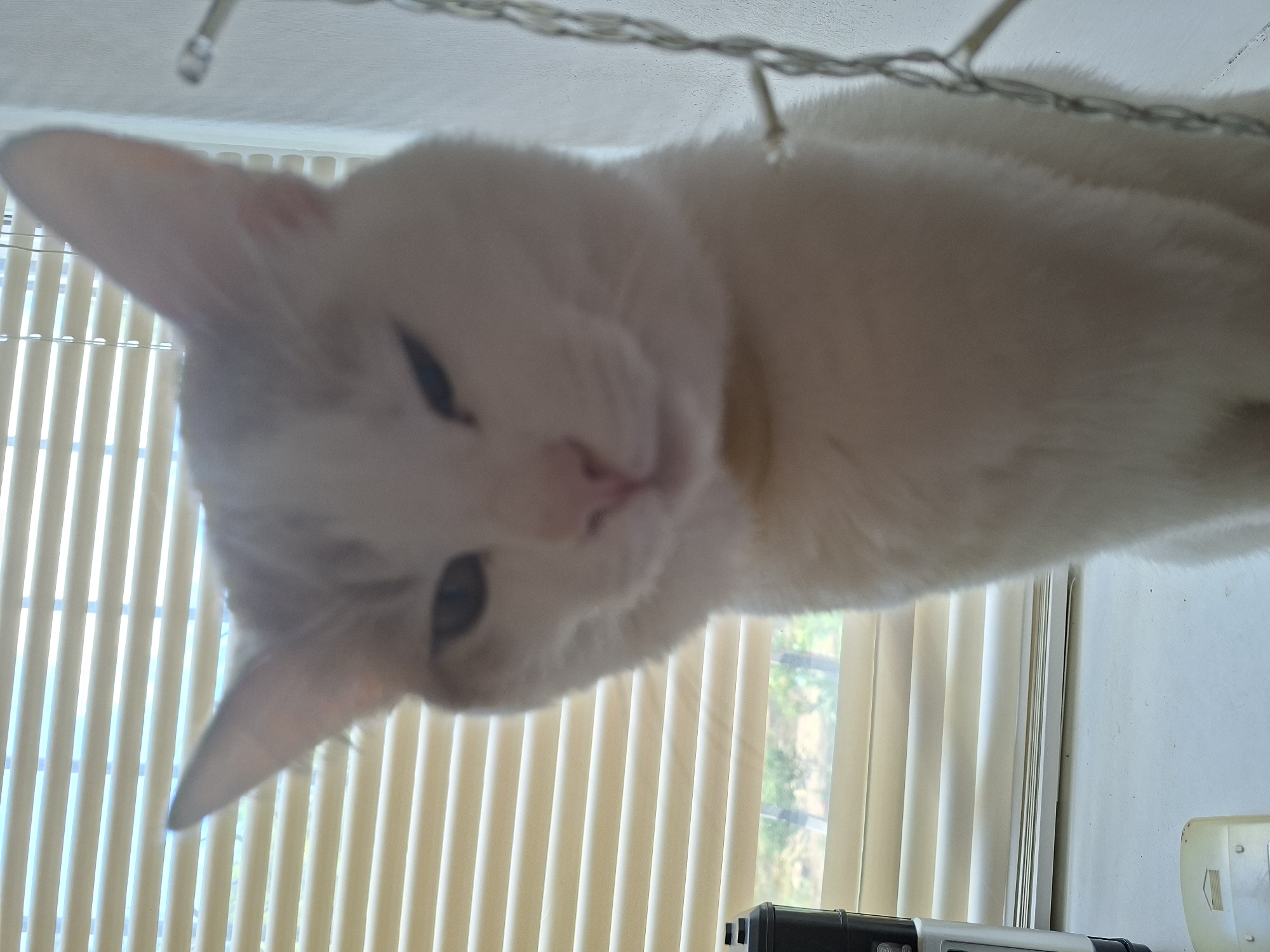 The image shows a close-up, upside-down shot of a white cat's face. The cat has light fur, dark eyes, and a pink nose. Its ears are prominent, and one ear has a slight reddish mark near the tip. The cat's gaze is directed downwards, and its expression could be interpreted as curious or playful.
The background consists of vertical blinds, suggesting an indoor setting, likely a window. Behind the blinds, faint greenery and sunlight indicate it's daytime, possibly morning or afternoon. A thin string of lights is visible across the top of the frame, adding a decorative element.
The bottom of the image shows a blurred view of what appears to be a desk or surface with some objects, including what looks like part of an electronic device with buttons and a lens. The overall lighting suggests a well-lit room. The image is oriented in a way that makes it appear as if the cat is looking down from above. No visible text is present in the image.