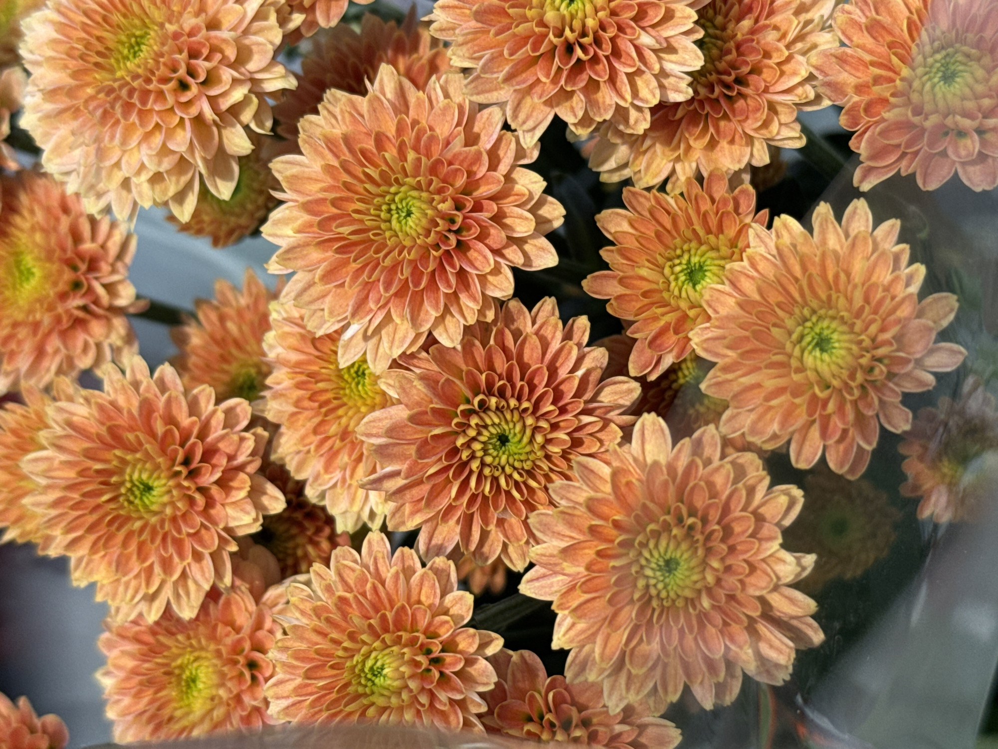 The image displays a close-up, overhead view of a bouquet of bright orange chrysanthemums. The flowers are tightly packed, with many layers of petals. The center of each flower is a vibrant lime green, transitioning to yellow and then to the orange of the petals. Some of the petals have lighter tips, creating a slight gradient effect. The flowers appear to be freshly cut, and they are partially wrapped in clear plastic. The background is a soft, out-of-focus blur of dark green and gray. There are no people, animals, or recognizable landmarks visible in the image. The image does not provide any information about its location in Herzberg, Germany, or any other specific geographical place.