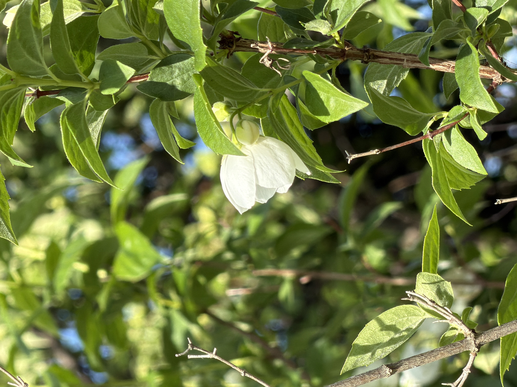 The image shows a close-up view of a white flower and green foliage in Petukhi, Russia. The flower, a single bloom with delicate white petals, is partially obscured by the surrounding leaves. Several buds are also visible, suggesting the plant is in bloom. The leaves are vibrant green and appear healthy, with some catching the sunlight, creating highlights and shadows. The background is a soft blur of green and hints of blue, indicating other foliage and possibly the sky. The scene is set in an outdoor environment, likely a garden or park, given the natural setting and the presence of blooming flowers. There are no people or animals visible in the image. The image focuses on the natural beauty of the plant and its immediate surroundings.
