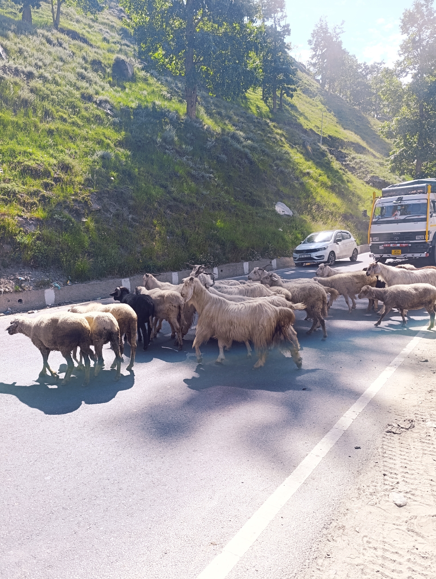A herd of sheep and goats are crossing a paved road, with a white car and a white truck stopped behind them. The road is on a slight incline, with a grassy hillside and trees on the left. The weather appears to be sunny, with shadows cast by the animals and vehicles. The location is Sissu, India.