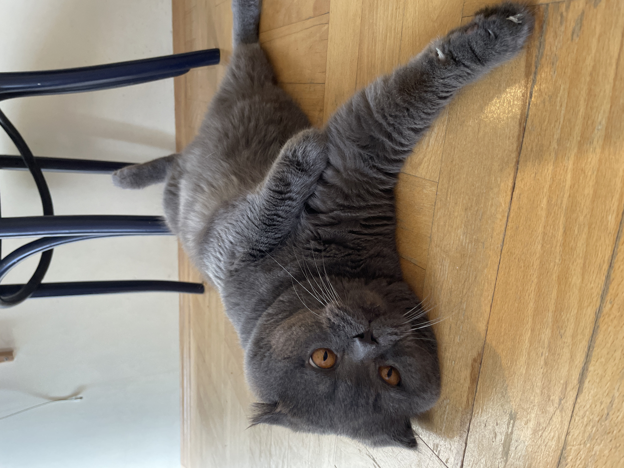 A domestic feline, appearing to be a Scottish Fold or similar breed, characterized by its folded ears and dense, solid grey (blue) coat, lies on its back on a light-to-medium toned wooden floor, with its head tilted to the viewer's left, exposing its chest and belly. The cat's large, round eyes with amber-orange irises and narrow, vertical pupils gaze directly towards the viewer. Long white whiskers emanate from its muzzle. Its front right paw is bent, while its left front paw and both hind legs are stretched out. White tips, likely claws, are visible on the extended left hind paw. In the background, a pale cream-colored wall meets the wooden floor. Dark blue, possibly metal or painted wood, legs of a chair or stool are partially visible in the mid-right and upper-right background. A slender, light-colored wire or cable is affixed to the wall in the upper left background. The wooden floorboards exhibit visible grain and minor surface wear. The scene is indoors, in the city of Unknown, Unknown.