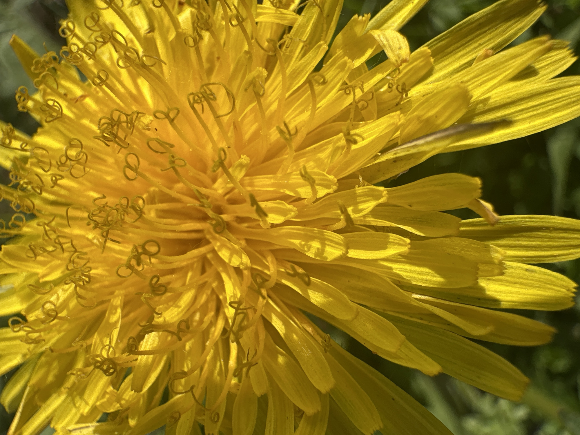A close-up, high-angle view reveals a vibrant yellow dandelion flower, its petals and pistils filling the frame. The pistils exhibit a distinctive coiled structure at their tips. The scene is bathed in bright sunlight, which casts shadows on the petals, enhancing the texture and depth of the flower. The background is blurred, with hints of green foliage. The location is Unknown, Unknown.
