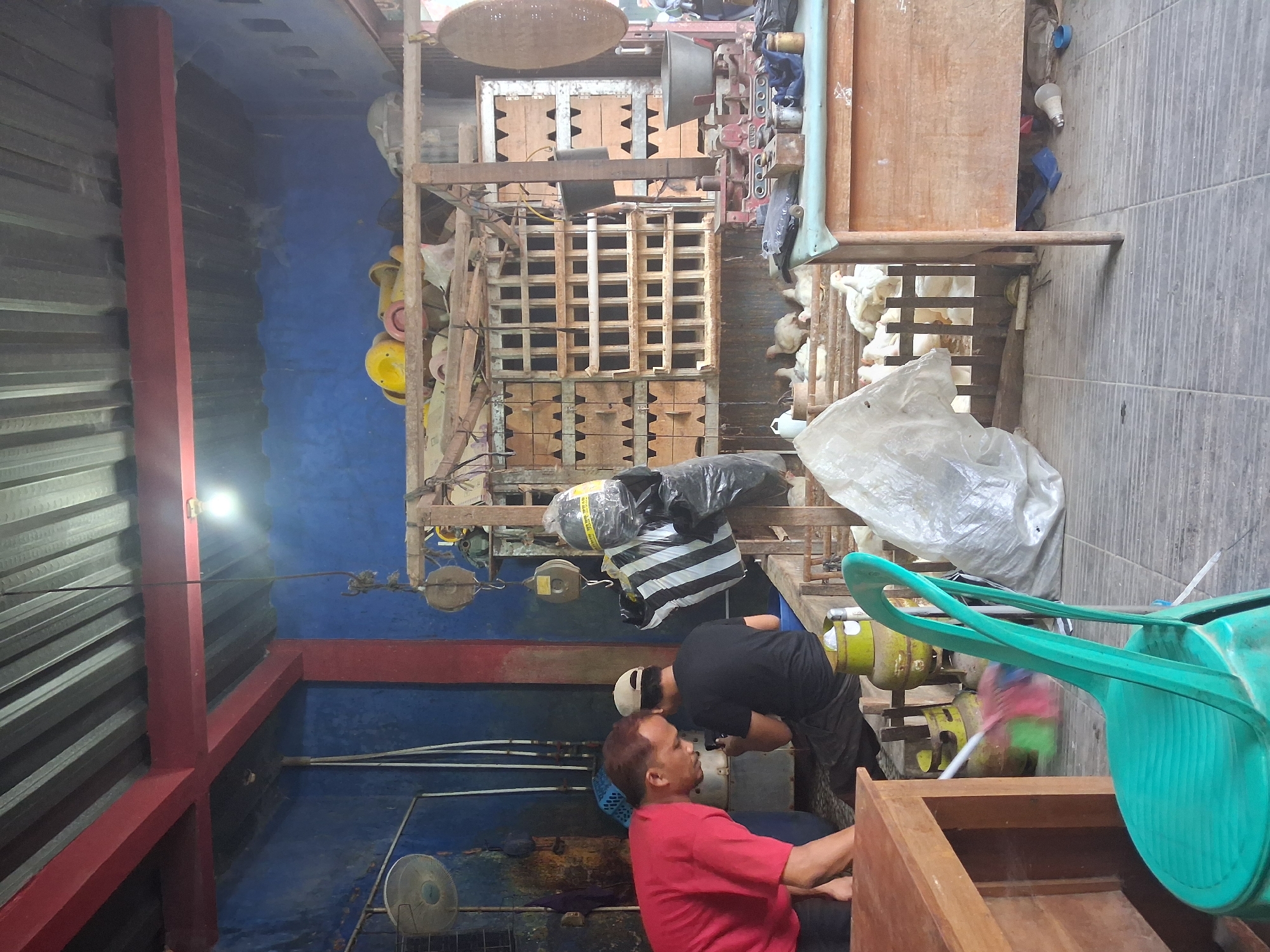 The image depicts a rustic, open-air establishment in Bantarkawung, Indonesia, likely a small market or a place of business involved in poultry. Two men are visible. One, wearing a red shirt, is leaning forward and appears to be attending to something on the floor. The other man, in a black shirt and beige cap, is seated and looking down, possibly at a mobile device.
The environment is cluttered with various items. Prominent are several wooden crates stacked on a wooden rack, suggesting storage. In the foreground, a bright green plastic chair is positioned near a wooden table. A gas cylinder and a broom with a colorful head are also present, indicating ongoing activity. At the back of the scene, a group of white chickens are visible within a wooden enclosure.
Several objects suggest commercial activity, including a vintage red scale on a wooden counter and a large metal bowl. A large black and white striped plastic bag hangs from a wooden structure, and a woven circular object hangs on the wall. The overall setting is informal and utilitarian, with exposed metal roofing supported by red beams. The walls are painted a vibrant blue. The floor is tiled with a pattern of grey lines.