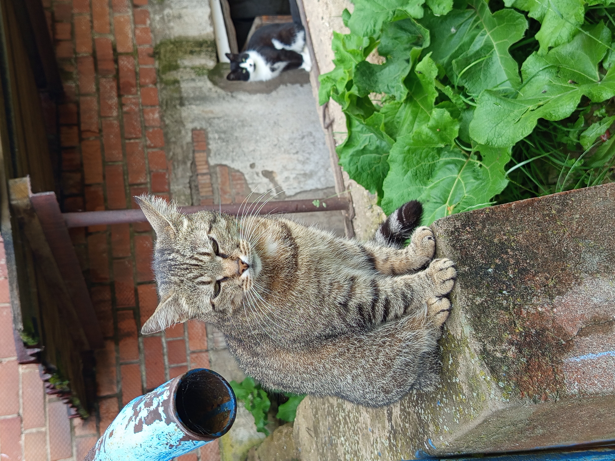 Two cats are present in the image, which appears to be taken in an outdoor, rural setting, potentially in Gdov, Russia. The cat in the foreground is a tabby, sitting on a weathered, concrete surface. It has green eyes and its ears are perked. Behind this cat, and to the right, a black and white cat is sitting on a ledge near an opening in a brick structure. The background includes a brick wall and lush green foliage. A rusty, blue pipe is visible on the left side of the frame. The overall scene suggests a somewhat neglected, utilitarian outdoor area.