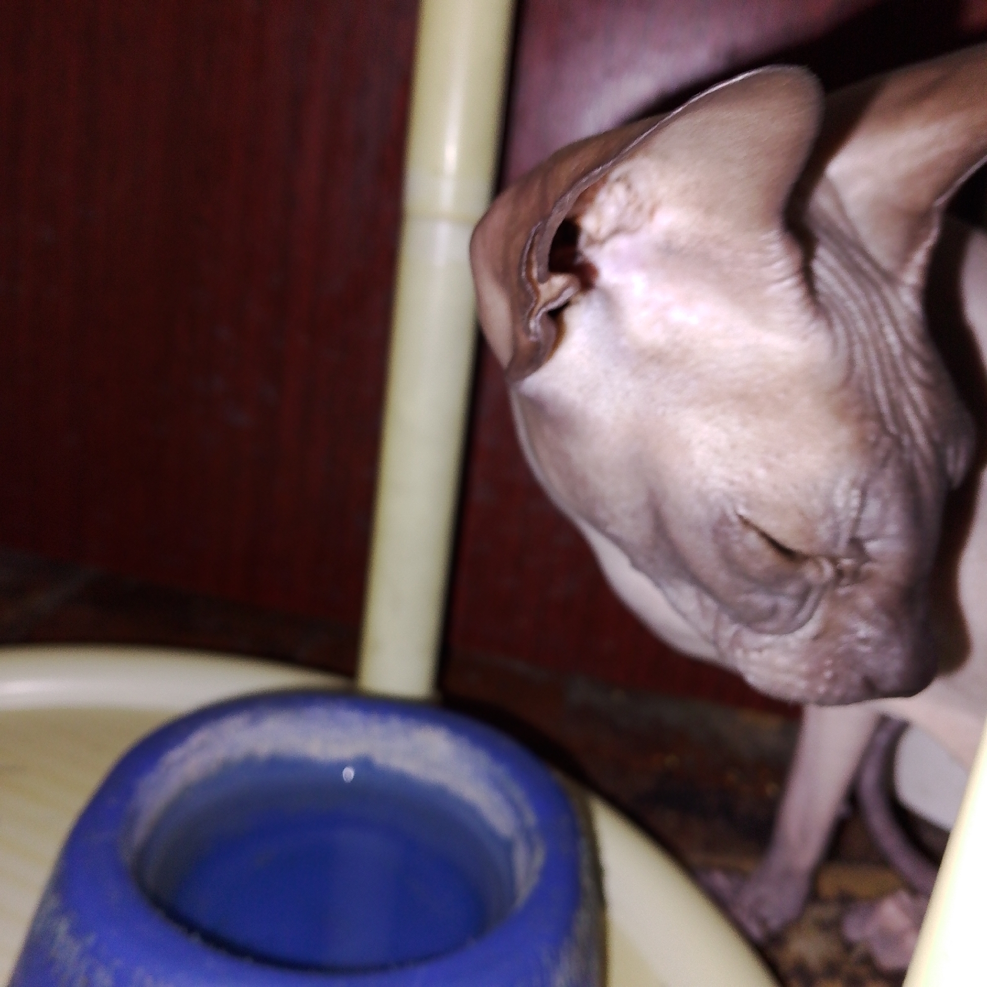 The image shows a close-up of a hairless cat's head, which is light-skinned with prominent wrinkles. The cat appears to be looking down towards a blue water bowl. In the background, there is a dark red wall and a blurry yellow cylindrical object. The scene is dimly lit, suggesting an indoor environment. The location of Prokopyevsk, Russia, is not visually determinable from the image.