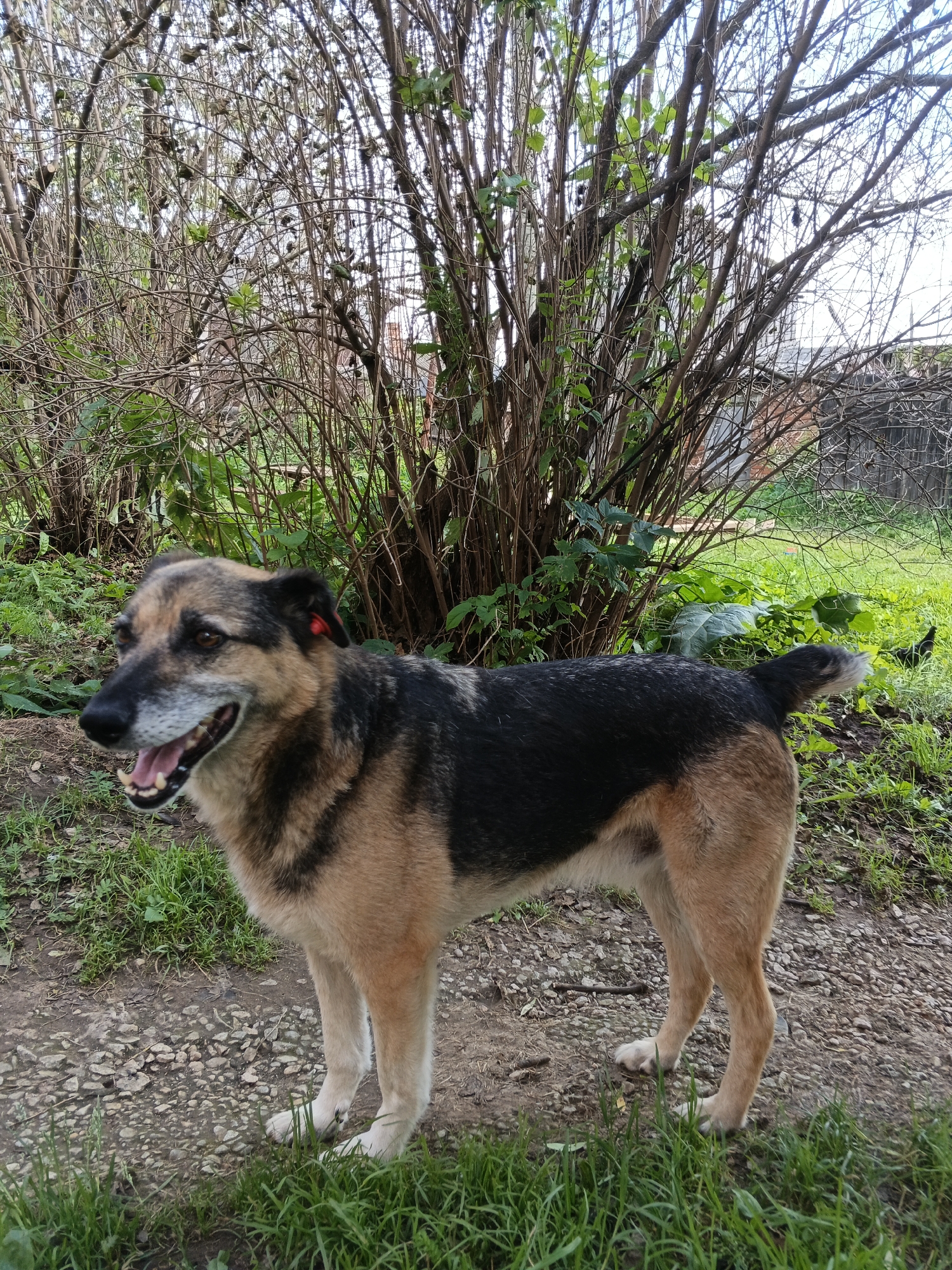 A medium-sized dog with tan and black fur stands on a gravelly path in a backyard setting. The dog is facing left, with its mouth open and tongue visible, appearing to pant. Its ears are upright, and there is a small red tag on its left ear. Behind the dog is a dense cluster of thin, bare branches, some with sparse green leaves, suggesting it might be early spring or late autumn. In the background, there is green grass, some larger leafy plants, and a wooden fence. The overall environment suggests a rural or suburban backyard. The location is identified as Medvedyovka, Russia.