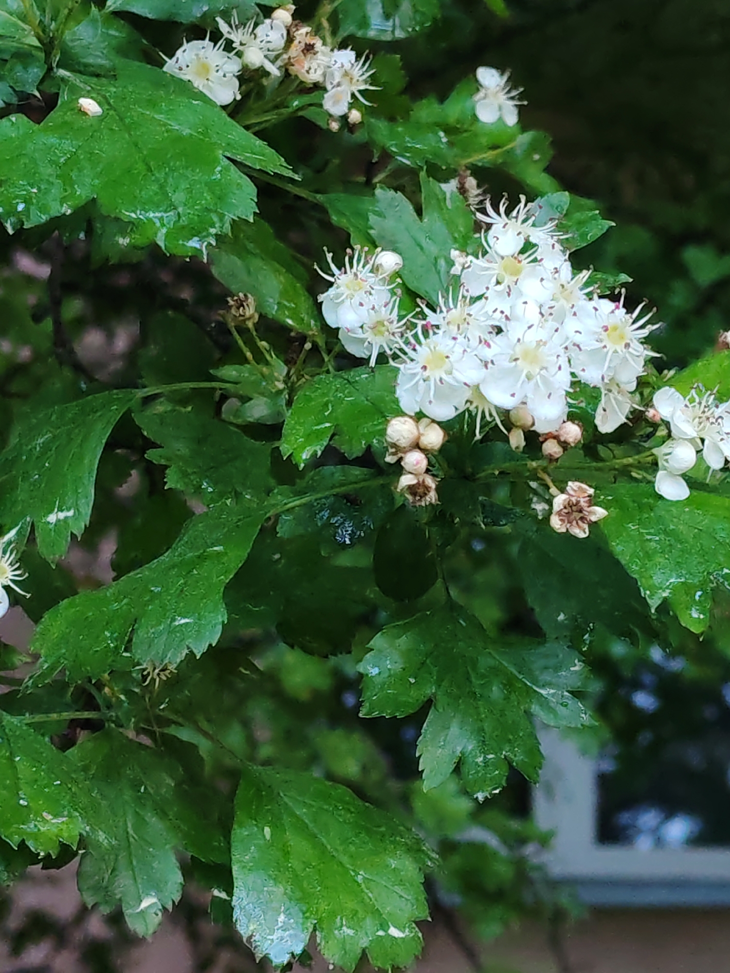 The image depicts a cluster of white flowers and green leaves, possibly on a tree or shrub, likely photographed outdoors. The leaves appear to be wet, indicating recent rain or moisture. The flowers have delicate petals and are arranged in small bunches. The background is blurred, suggesting a natural setting. The location is unknown, as the question indicates the city is Unknown.