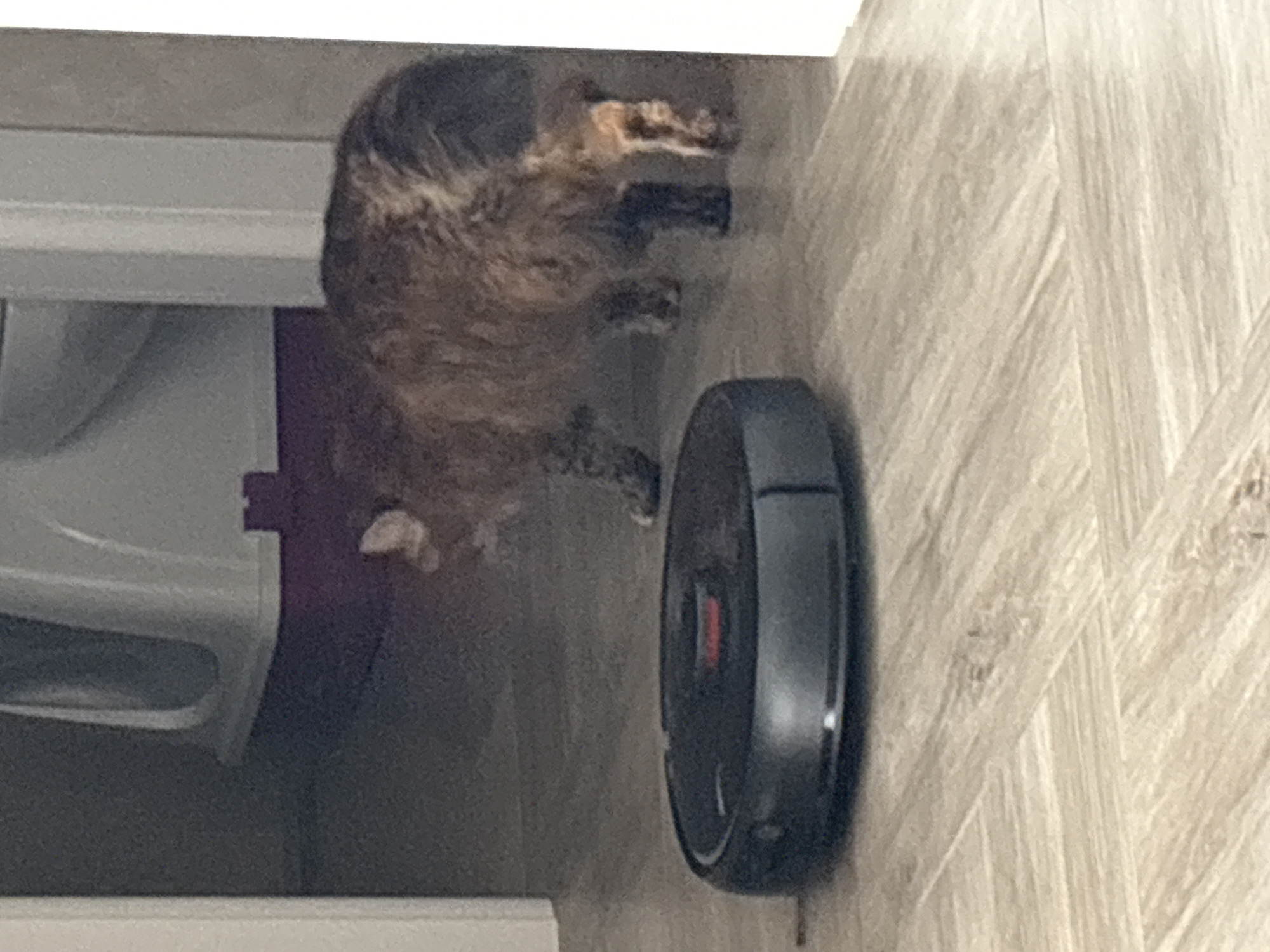 A fluffy, brown and black tabby cat is walking on a light wood-patterned floor. To the left of the cat, a black robotic vacuum cleaner is stationary. In the background, a portion of a white and purple litter box is visible. The scene appears to be indoors, possibly in a home or apartment in Bar, Montenegro, given the context of the prompt. The lighting is dim.