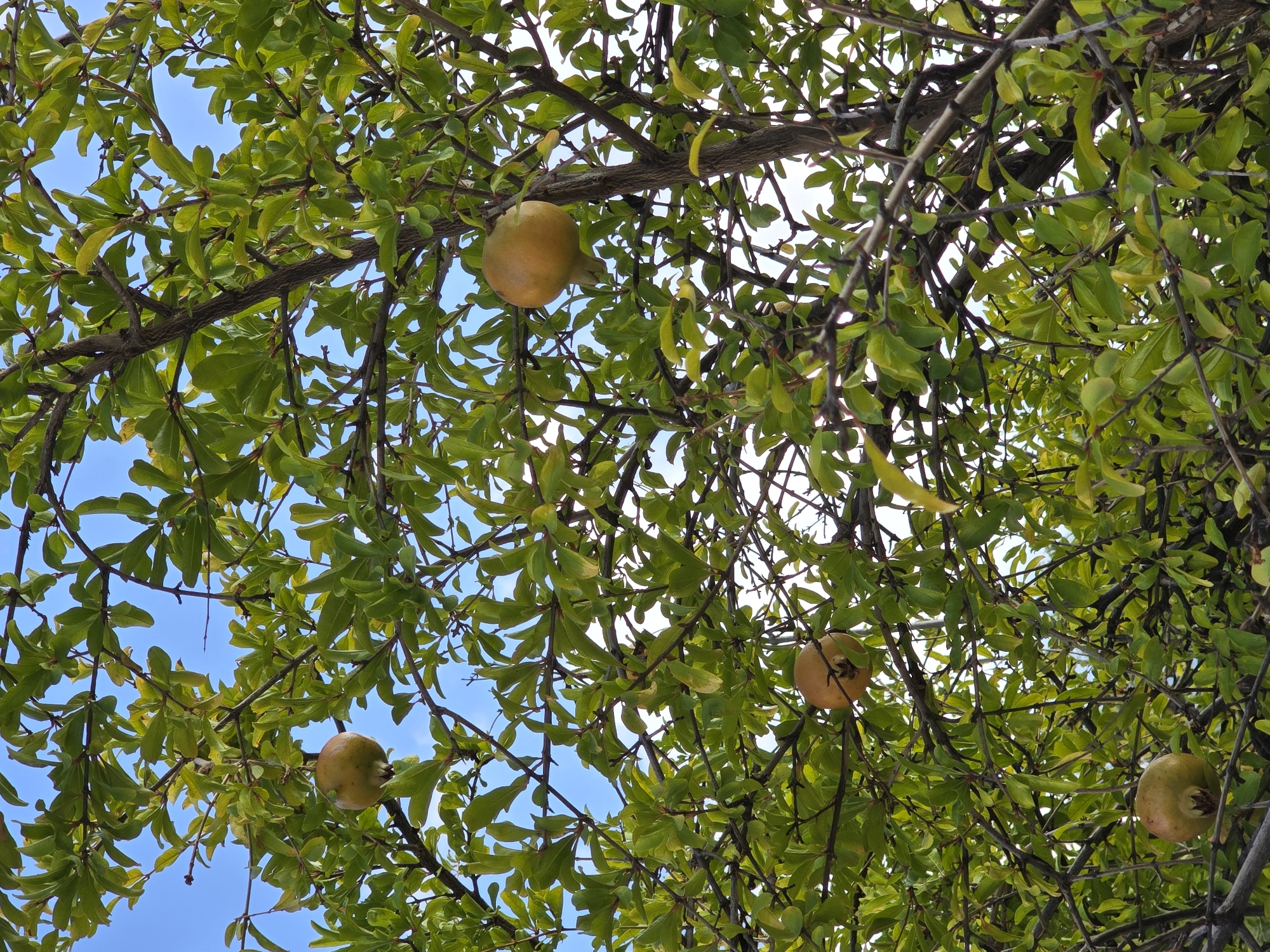 An outdoor, low-angle, medium shot shows the branches of a pomegranate tree laden with fruit against a bright blue sky. The tree's brown branches and vibrant green leaves are densely packed, obscuring much of the sky. Several ripe pomegranates, ranging in color from pale yellow to light brown, are visible hanging from the branches. One pomegranate is prominent in the upper right quadrant of the image, while others are scattered throughout the frame. The scene suggests a sunny day in a natural environment, possibly a garden or orchard. The city of Jaén, Spain, is known for its agricultural heritage, particularly its olive groves and fruit production, making this an plausible setting for such a tree.