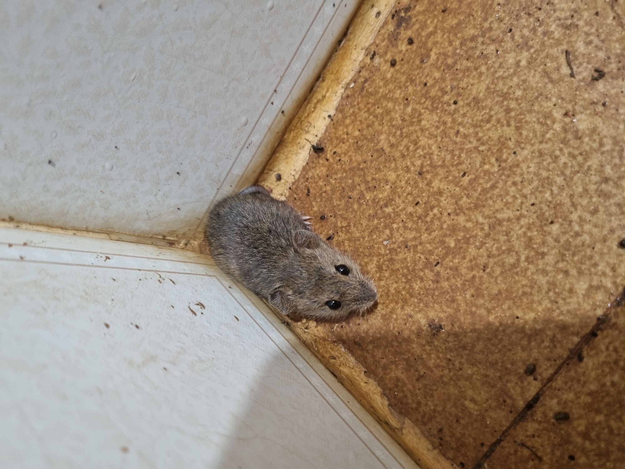A small, grey rodent is positioned in the corner of a room, near the junction of two walls. The floor appears to be tiled with a brown, speckled pattern, and there are visible specks of dirt and debris. The walls are a light color, possibly white or cream, with a textured surface. The lighting suggests an indoor setting, likely a domestic environment in Laranjal Paulista, Brazil.
