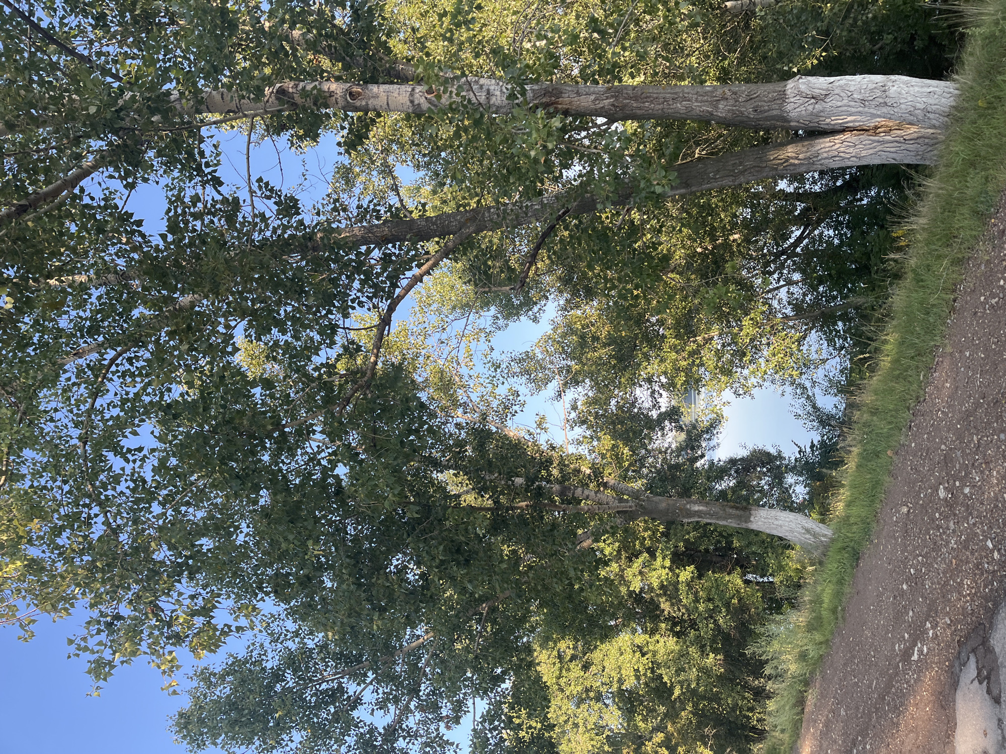 The image depicts a dirt road leading uphill alongside a bank of trees. In the foreground, the road is visible, made of gravel with some cracked asphalt patches. Beyond the road, a grassy bank slopes upward, populated by several trees. Some of these trees have their lower trunks painted white, a common practice in Russia for pest control and aesthetic purposes. The foliage of the trees is lush and green, suggesting a warm season. Through the gaps in the trees, a body of water can be seen, reflecting the blue sky. The sky itself is clear and blue. This scene is located in the city of Blagoveshchensk, Russia, possibly along a park or a scenic route near the Amur River, given the presence of water and the typical landscaping of urban green spaces in the region. There are no people or animals visible in the image.