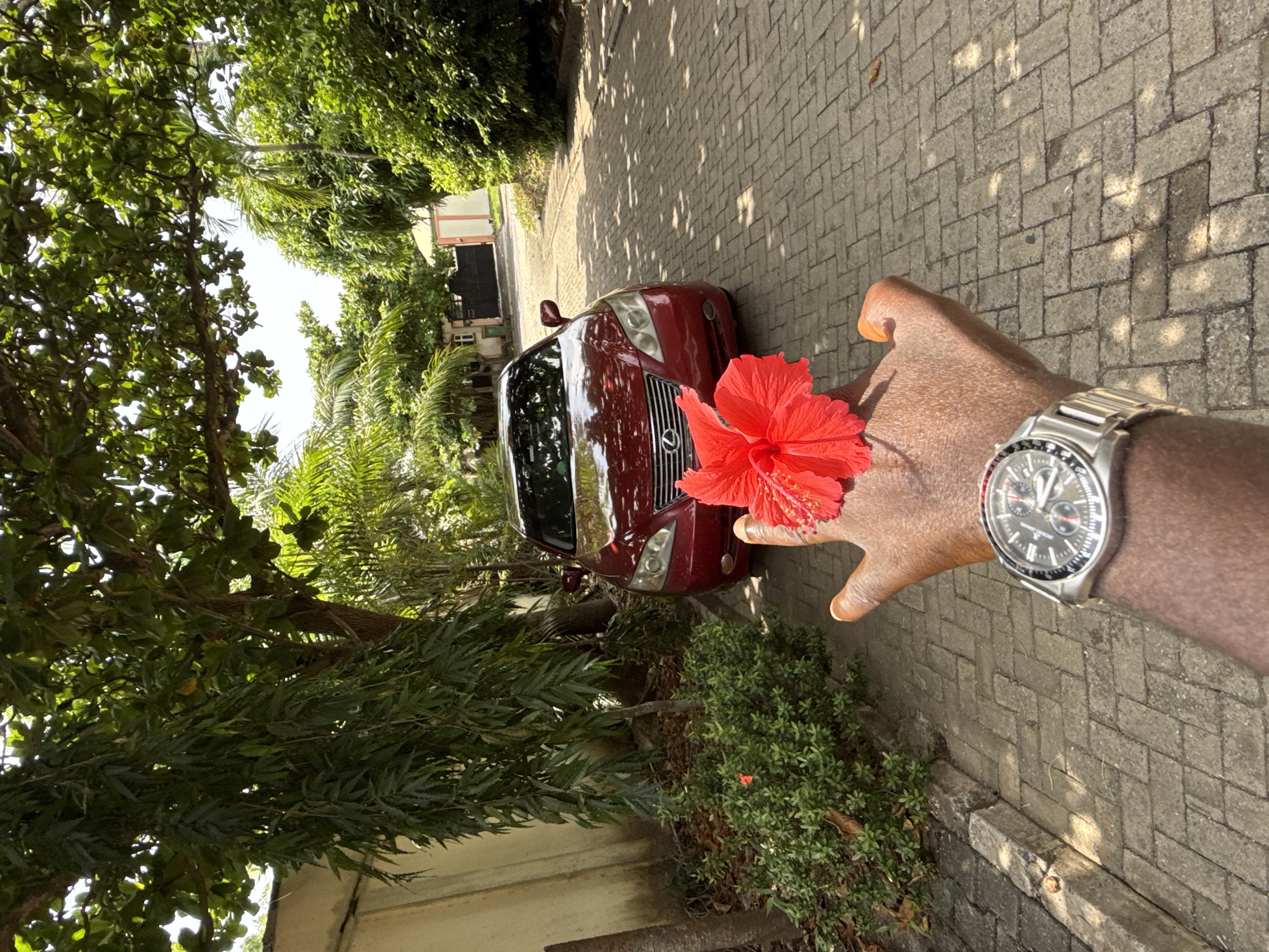 The image displays a bright, sunny outdoor scene, likely a residential or private area in Lekki, Nigeria. The photograph appears to be originally captured in portrait orientation but is presented here rotated 90 degrees counter-clockwise.
In the foreground, towards the right side of the re-oriented image, a person's dark-skinned arm is extended. A vibrant red hibiscus flower with prominent yellow stamens rests on the back of the hand. A metallic wristwatch, appearing to be a chronograph with a dark dial and multiple sub-dials, is worn on the wrist. The watch has a metallic bracelet and a detailed bezel.
In the midground, a red (possibly maroon) Lexus sedan is parked on a paved driveway, facing away from the viewer and angled slightly to the left. The distinct silver "L" emblem of Lexus is visible on its front grille.
The background and surrounding areas are rich with lush green foliage, including tall trees and dense bushes, suggesting a tropical or subtropical environment. Glimpses of distant buildings or walls can be seen peeking through the greenery.
The ground is covered with light grey interlocking paver blocks, arranged in a herringbone pattern. Strong, dappled sunlight casts distinct shadows from the overhead trees onto the pavement and the car, indicating a clear, sunny day. No specific human emotions are discernible, and aside from the Lexus logo, no other text is clearly legible on the watch or in the environment.