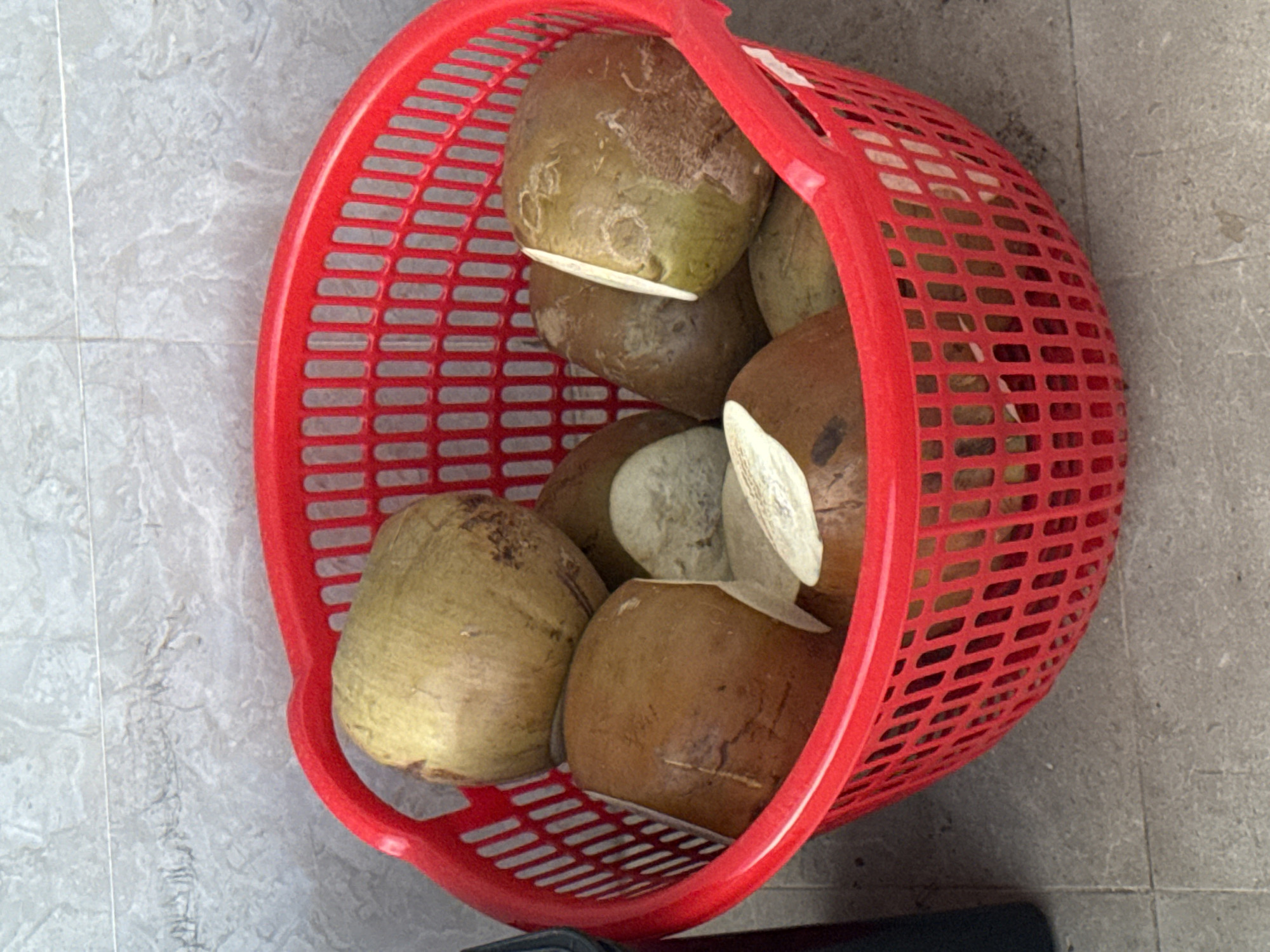 A red plastic basket is filled with peeled coconuts. The basket sits on a grey tiled floor in a place of Lâm Viên, Đà Lạt, Vietnam. The basket contains approximately seven coconuts. Some coconuts have white husks attached.