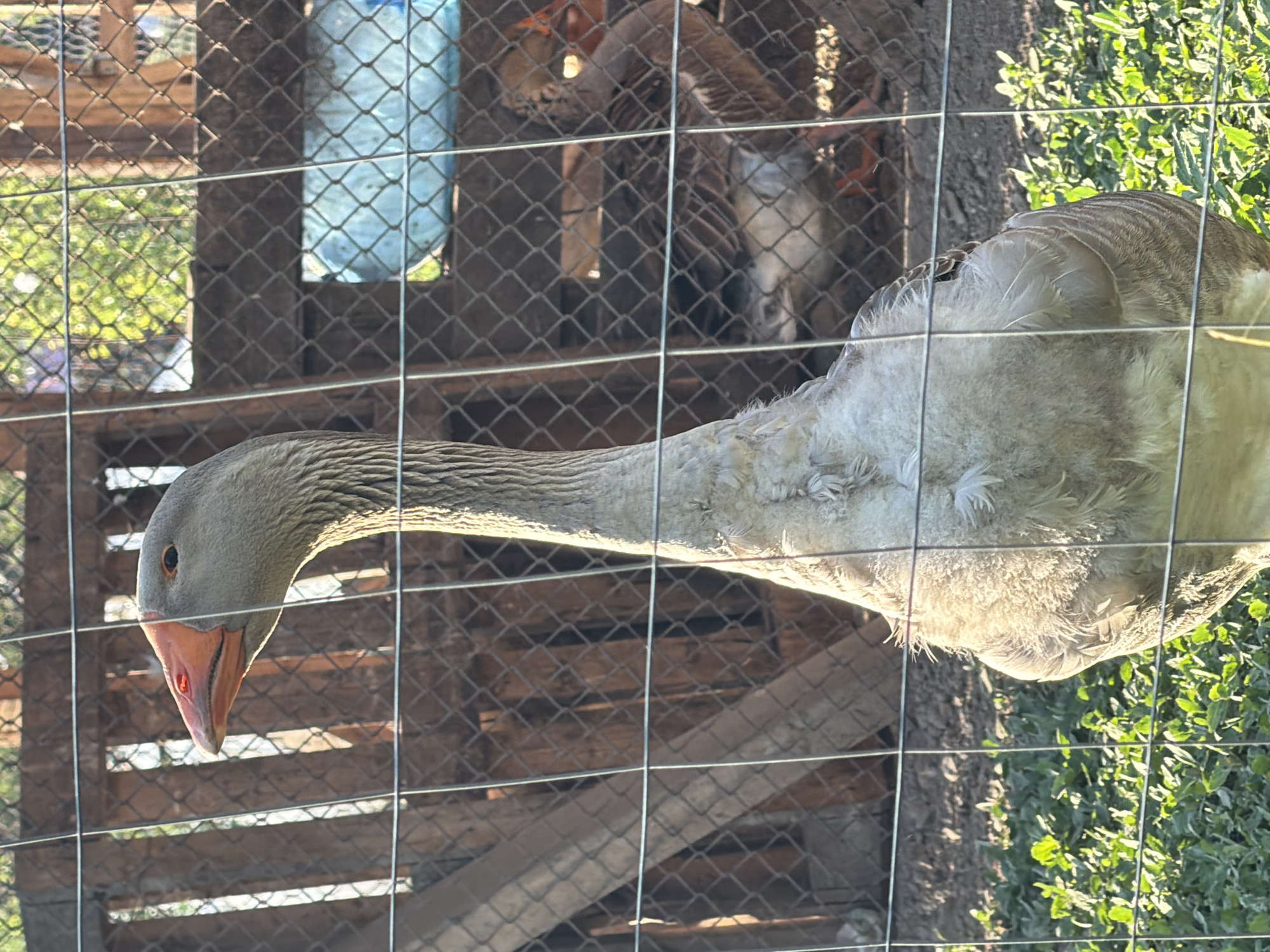 A goose is seen through a wire fence. Another goose is visible in the background through the fence, along with a plastic water bottle and a wooden structure. Green vegetation is visible on the right side of the fence. The location is Tsatsarovtsi, Bulgaria.