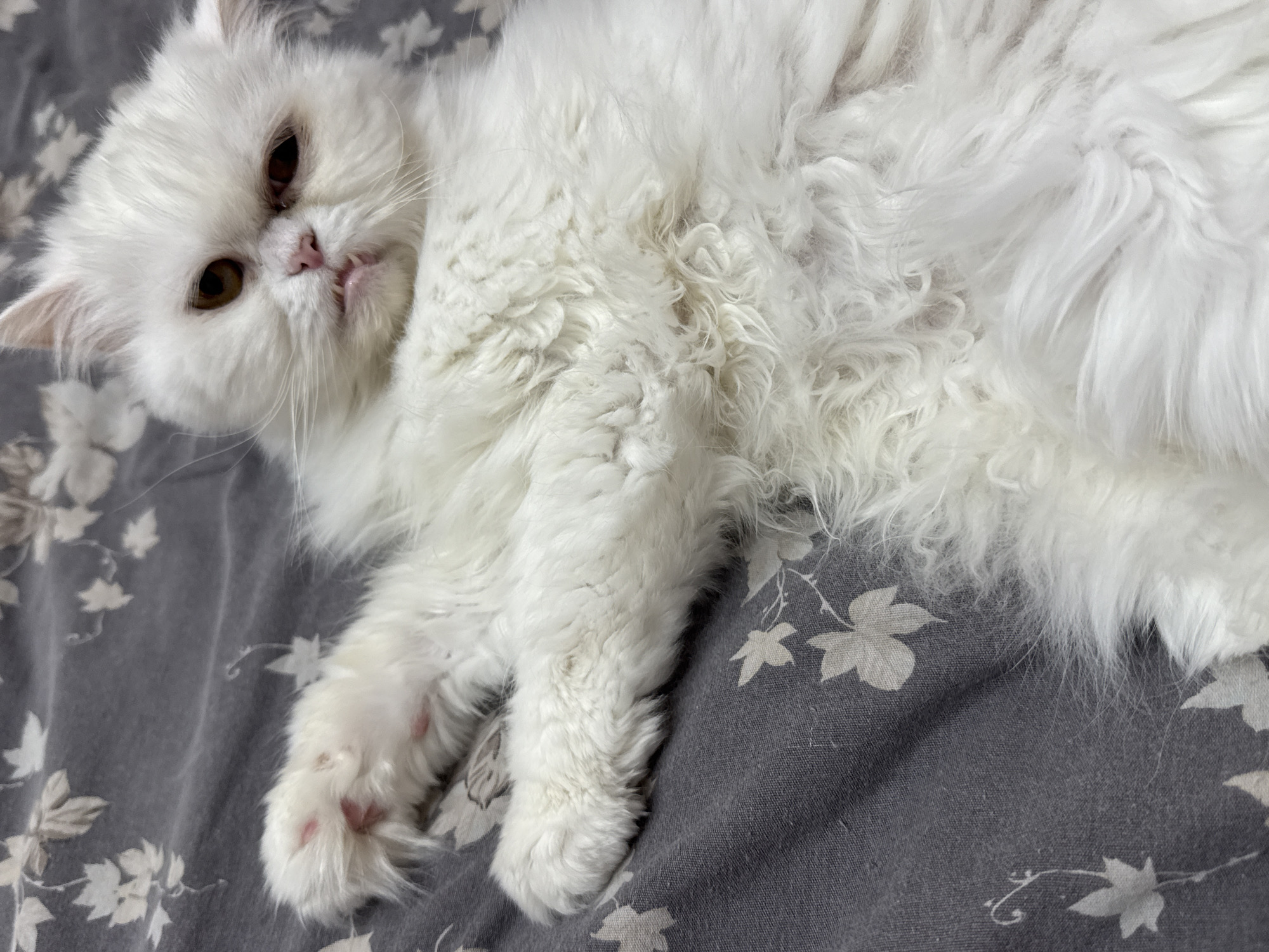 A long-haired, white Persian cat is lying on a grey bedspread with a floral pattern. The cat is facing the camera, with its head tilted slightly. The cat has amber eyes and a pink nose, and its mouth is slightly open. One of the cat's paws is visible in the lower-left corner of the image, showing its pink toe beans. No information connects this image to the city of Burgas, Bulgaria.