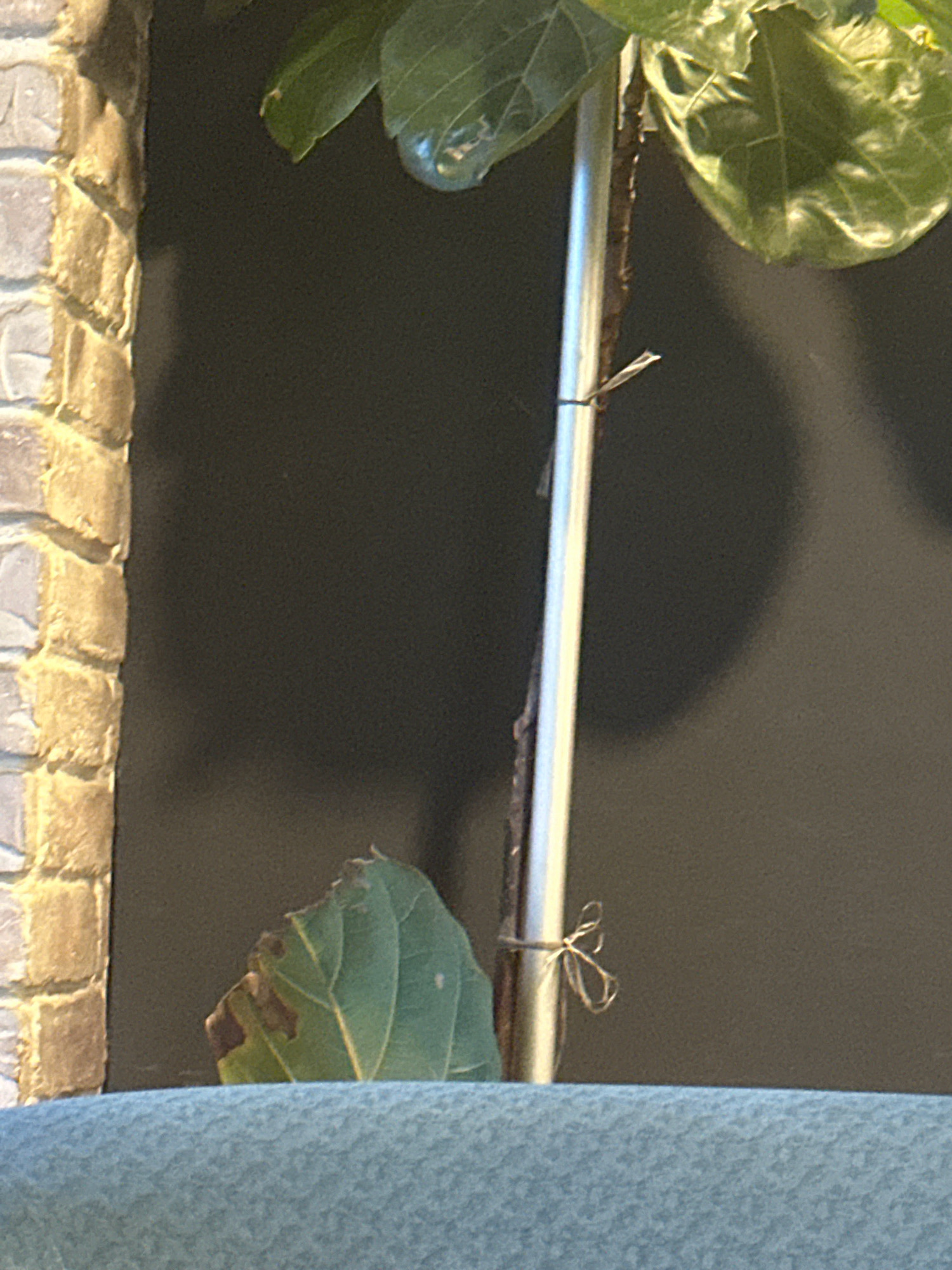 The image shows a close-up of a potted plant with large green leaves. The plant has a thin, silvery stem that is supported by a wire tie. A portion of a brick wall, likely made of textured stone, is visible on the left side of the frame. The background is a dark, textured surface, possibly a wall or curtain. The bottom of the image shows a textured blue surface, which could be a piece of furniture or fabric. The image is taken indoors, likely in an urban setting, but there are no specific landmarks visible that would allow for precise identification of the location within Kathmandu Metropolitan City, Nepal.