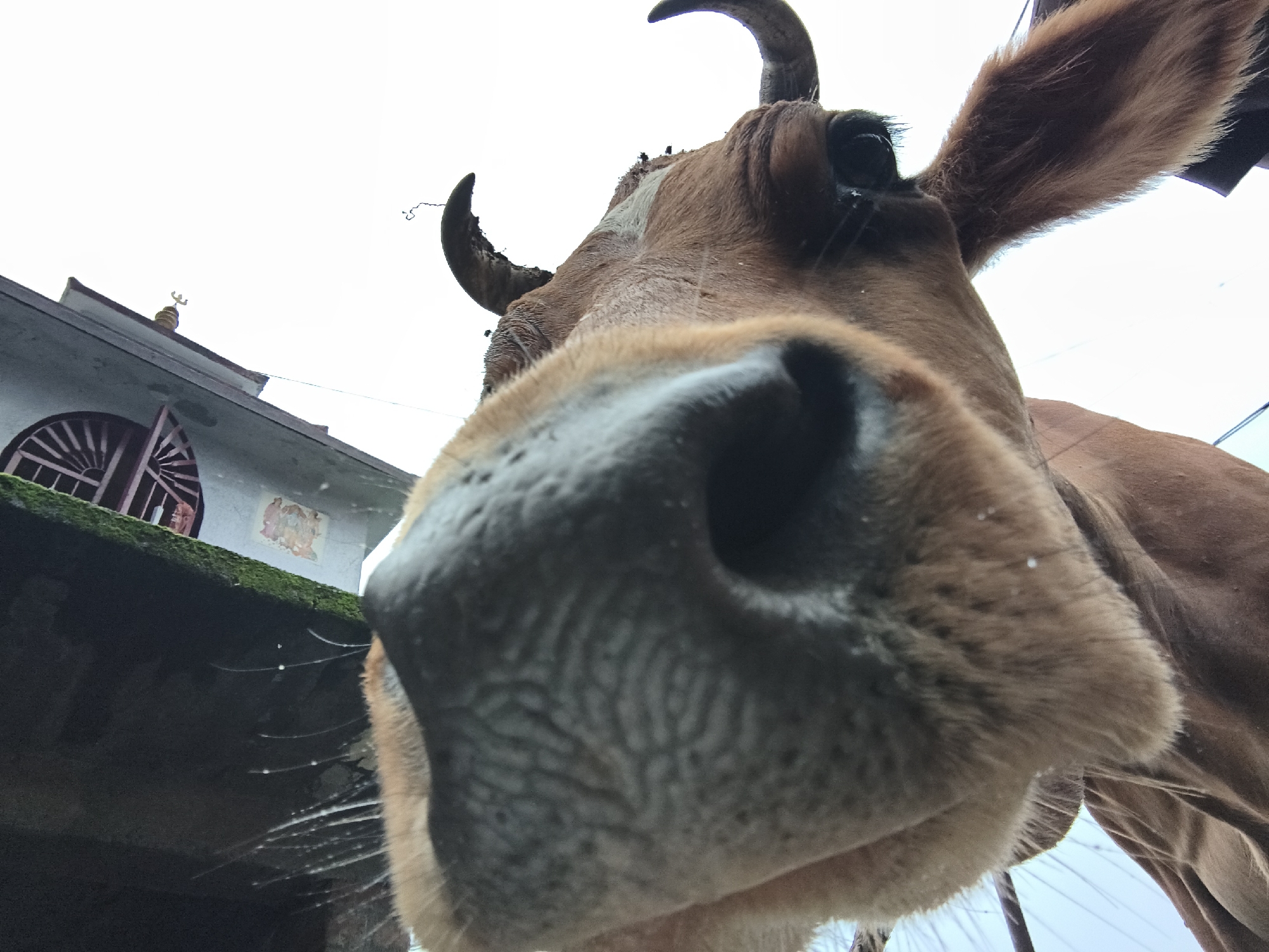 The image shows a close-up, low-angle view of a brown cow's face, with its nose filling a significant portion of the frame. The cow has large, dark eyes and visible horns. In the background, a building with a red-tiled roof and a distinctive arched window is visible, partially covered in moss. A small, golden crescent moon symbol is mounted on the building's roof. The sky is overcast and appears white or light gray. The scene is likely outdoors, possibly in a residential area of Haini, India, given the presence of a building with architectural features and the religious symbol. The overall impression is that the photograph was taken from a very low vantage point, looking up at the cow.