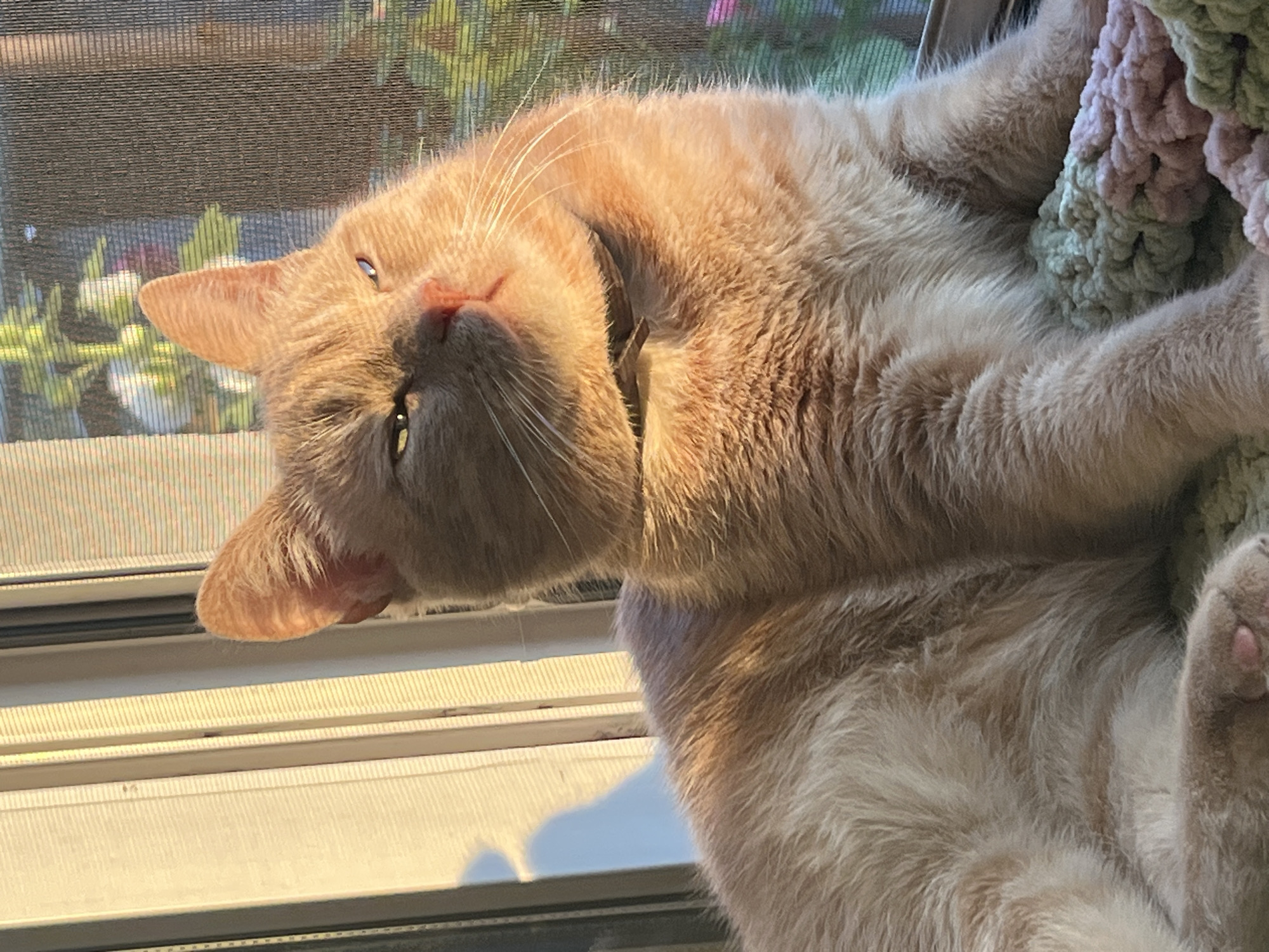 This media file shows a close-up, low-angle shot of an orange tabby cat resting on a windowsill. The cat is lying on its back, with its head tilted to the side, and its eyes are partially closed, suggesting it is relaxed and possibly dozing. Its fur is a warm, sandy orange, and the sunlight illuminates its face, creating a soft glow and highlighting its whiskers. The cat is partially covered by a textured, knitted blanket in shades of light green and pale pink.
The setting appears to be indoors, near a window. Through a screen that covers the window, out-of-focus greenery and possibly flowers can be seen, indicating an outdoor environment. The windowsill itself is visible, with horizontal blinds or slats providing a structured foreground. The strong sunlight casting shadows suggests it is daytime, likely morning or late afternoon, given the angle of the light. The overall mood is tranquil and peaceful, capturing a moment of domestic comfort and relaxation for the feline subject. There is no visible text in the image.