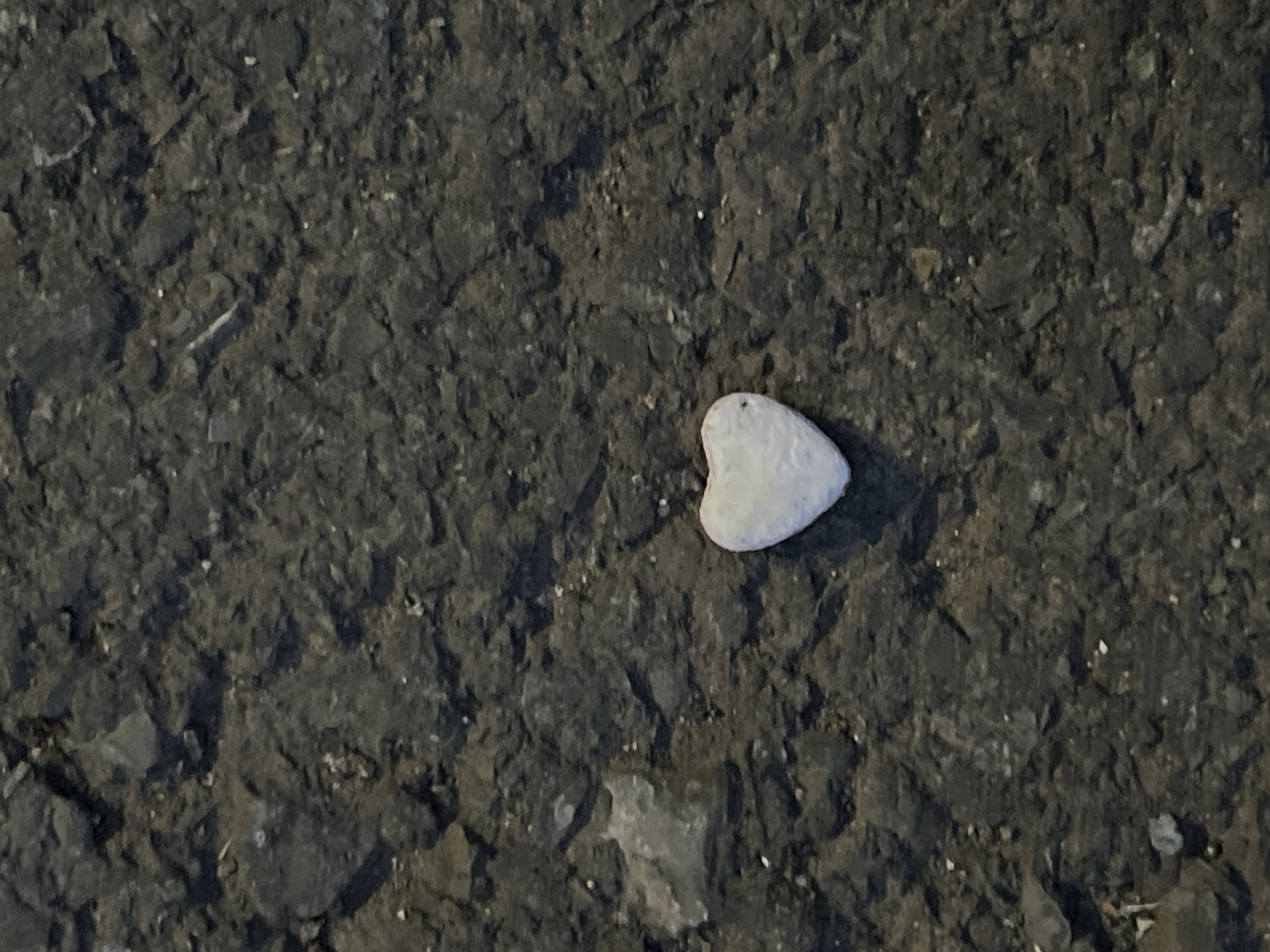 The image depicts a single, small, heart-shaped white candy lying on a cracked and uneven asphalt surface. The asphalt appears weathered and dark gray, with visible texture and small debris. There are no people or other objects visible in the frame. The lighting suggests an overcast day, casting soft shadows. The location is unknown and cannot be determined from the image. The city of Burgas, Bulgaria is not visibly represented in this photograph.