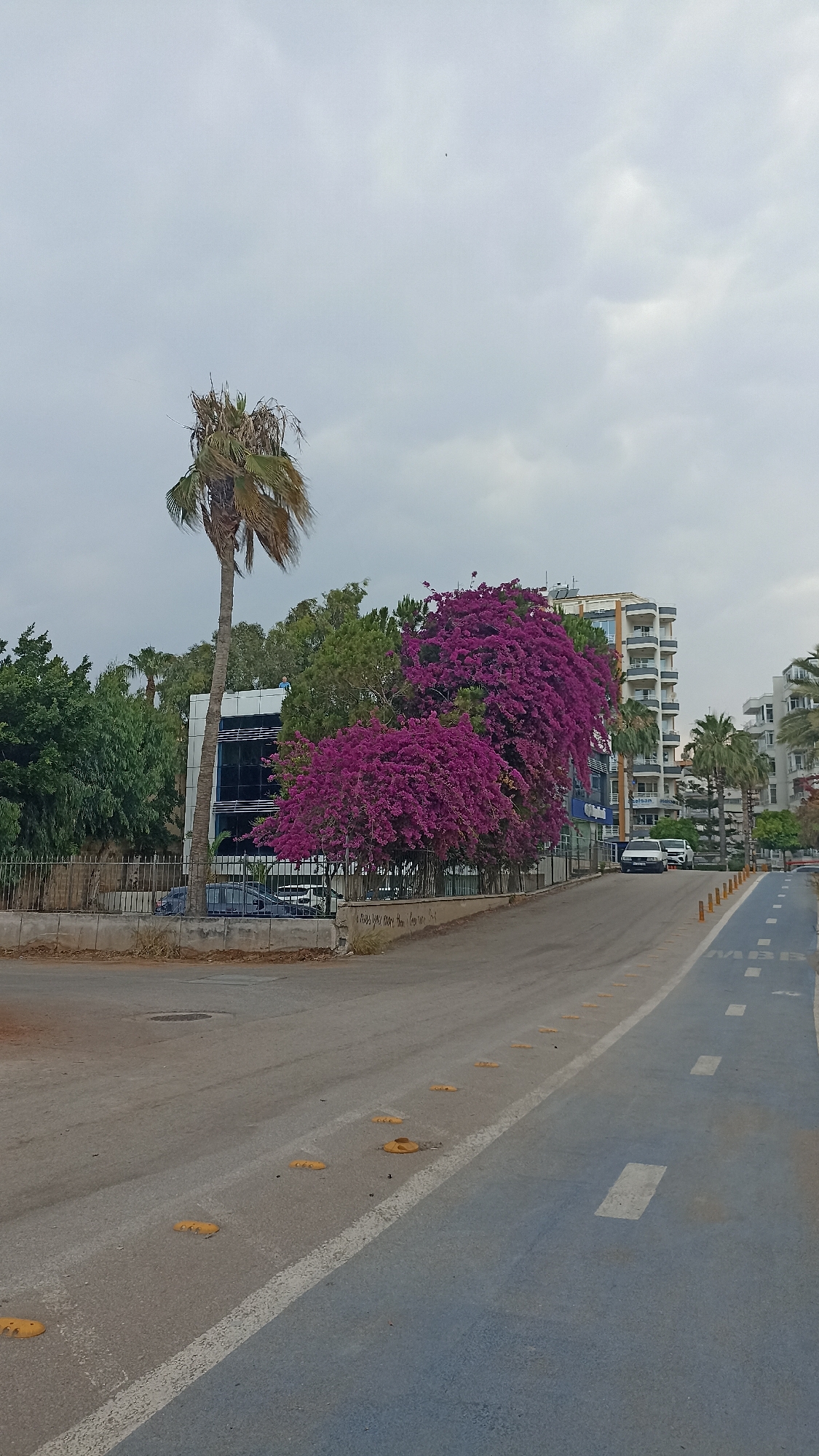The image captures a street scene in Yenişehir, Turkey, under a cloudy sky. A prominent palm tree stands to the left, its fronds appearing weathered. Adjacent to it is a building with a modern facade, featuring glass panels. Lush greenery, including trees and a vibrant bush covered in purple flowers, surrounds the building.
The street in the foreground is paved, with a lane marked for bicycles on the right side, indicated by white dashed lines and the text "MBB". Yellow speed bumps are visible on the asphalt. Several cars are parked along the street and in front of the building. In the background, multi-story apartment buildings line the street, and more palm trees are scattered throughout the landscape. A fence runs along the property line in front of the building. The overall atmosphere is overcast, suggesting a possibly damp or cool day.