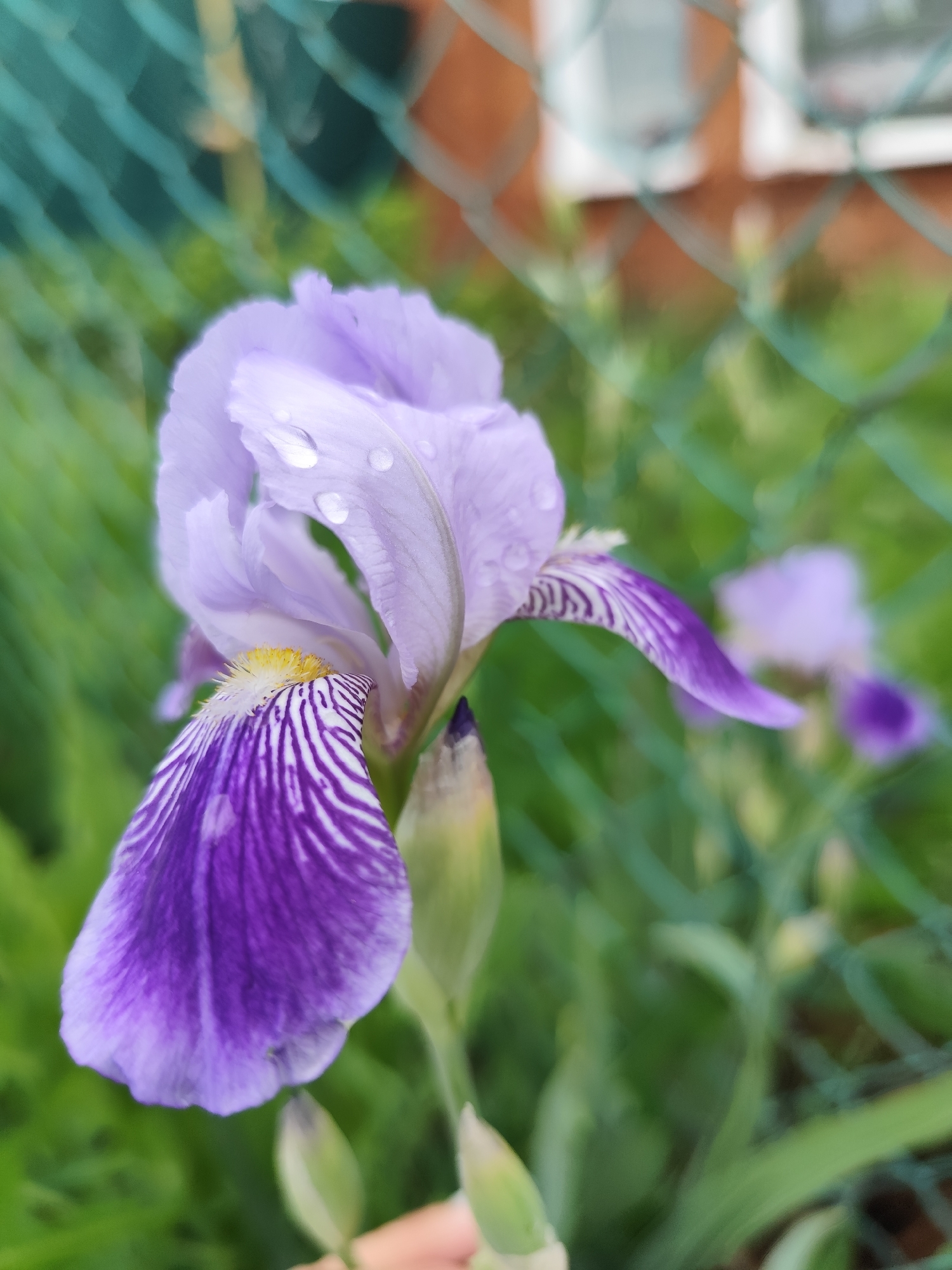 A close-up shot of a purple iris flower with water droplets on its petals. The flower is in focus, with a blurred green fence and greenery in the background. Another iris flower, also blurred, is visible in the background. A building brick texture is visible through the fence. The location is not identifiable as Фоки, Russia, from the image alone.