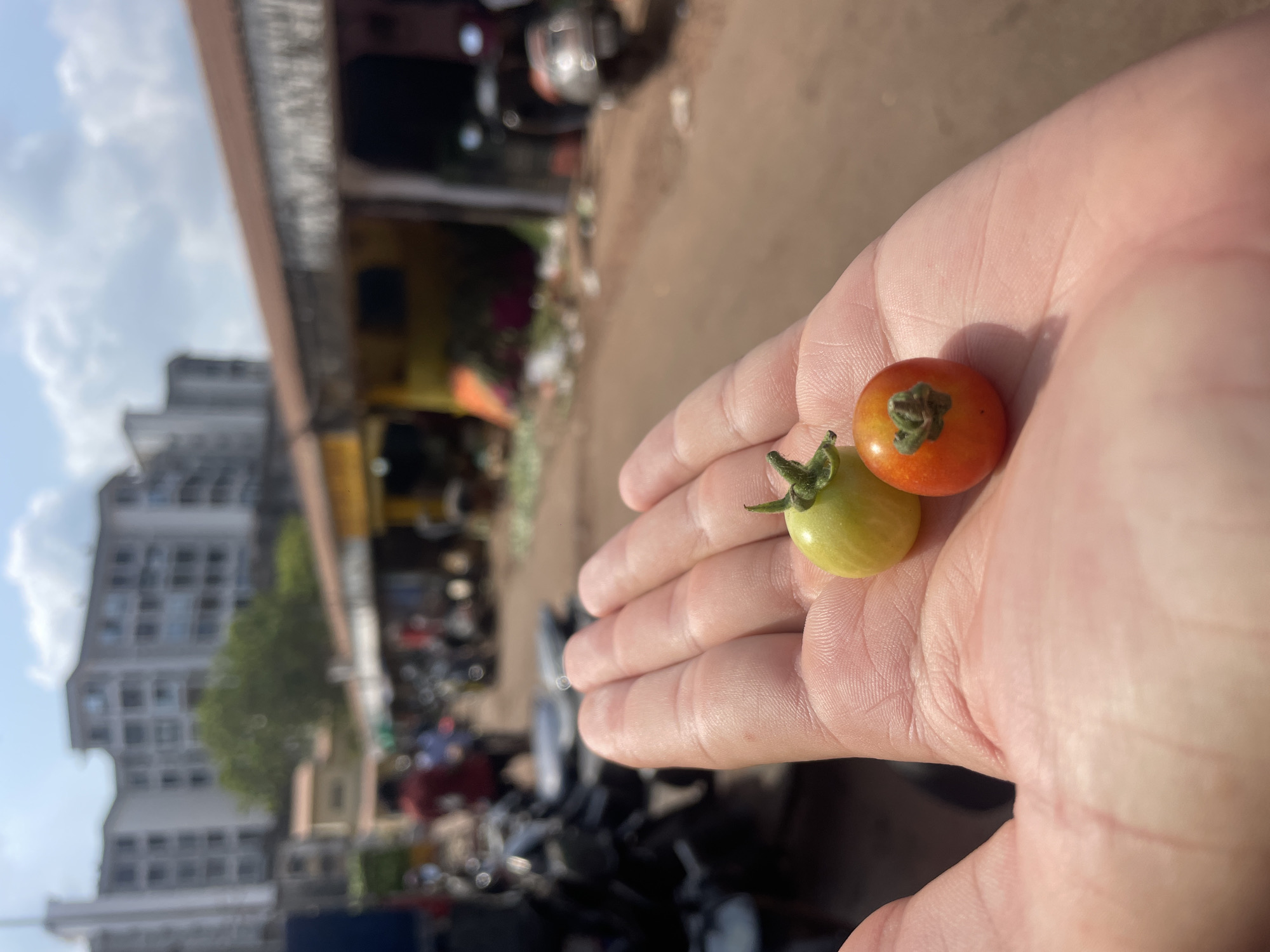 This vertically oriented image, captured in Mapusa, India, features a human hand prominently holding two small, cherry-like tomatoes in the foreground. The hand, with its palm facing upwards, is positioned towards the center-right of the frame. One tomato is a vibrant reddish-orange, indicating ripeness, while the other is a greenish-yellow. Both tomatoes have their green calyxes attached.
The background is significantly blurred, creating a shallow depth of field that emphasizes the hand and tomatoes. Despite the blur, elements of an outdoor urban or market setting are visible. On the left side, a multi-story building with numerous windows stands under a partly cloudy sky. Towards the middle and right, an awning, possibly belonging to a shop or market stall, is discernible. Various motorcycles or scooters are scattered in the mid-ground, suggesting a busy street or market area.
The scene is brightly lit by natural daylight, evident from the distinct shadows cast on the hand, particularly beneath the tomatoes. No discernible text is visible in the image. The photograph captures a moment of daily life, likely involving the purchase or display of fresh produce in a bustling Indian street environment.