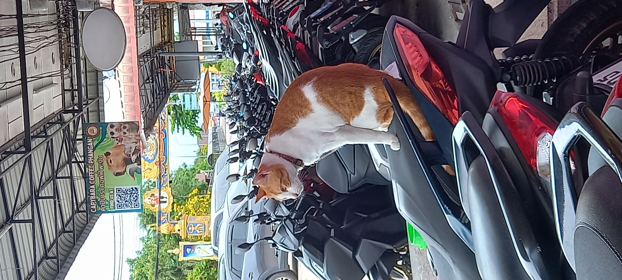 The image shows an orange and white cat resting on a row of motorcycles parked in ตำบลเกาะพะงัน, Thailand. The cat is wearing a collar. In the background, there is a building with a sign advertising "Capybara Coffee Phangan" in both English and Thai. There are metal structures overhead, possibly part of a covered walkway or awning. Other parked cars are also visible in the distance.