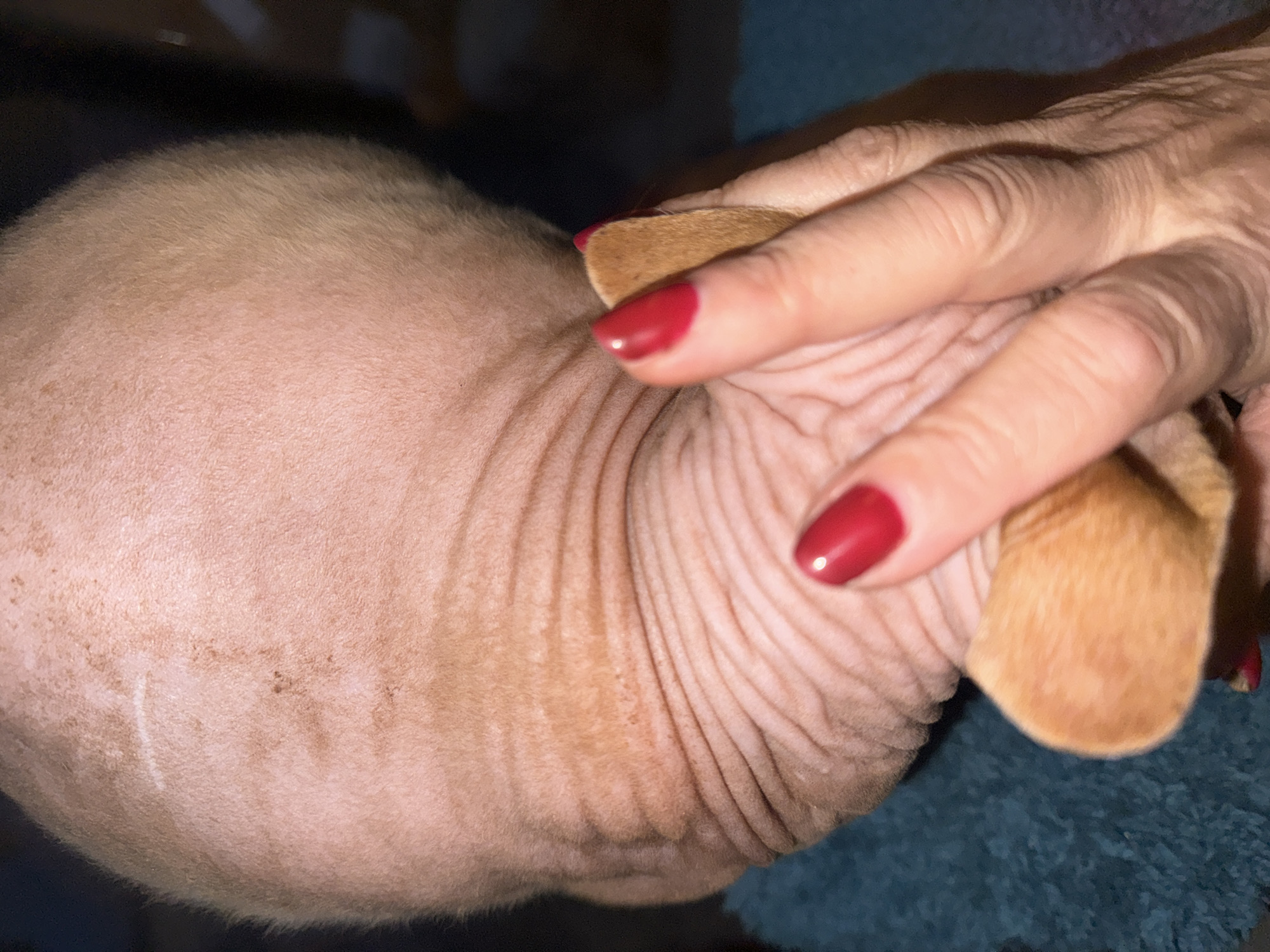 A close-up image depicts a human hand with red polished fingernails gently touching a hairless or sparsely haired animal, likely a Sphynx cat or a hairless dog breed. The animal's skin is a light reddish-brown, characterized by prominent wrinkles, particularly around the neck and body, and exhibits small, diffuse darker spots. A distinct linear, hypopigmented scar is visible on the upper left portion of the animal's skin. The human hand appears to be holding a small, tan-colored appendage of the animal, possibly an ear or a small limb, which is covered in very fine, short fur. The skin of the human hand displays some fine wrinkles. The immediate environment includes a dark teal, textured fabric on the left side of the frame and an indistinct, dark, out-of-focus background on the right. The location is not discernible from the image and is in the city of Unknown, Unknown.
