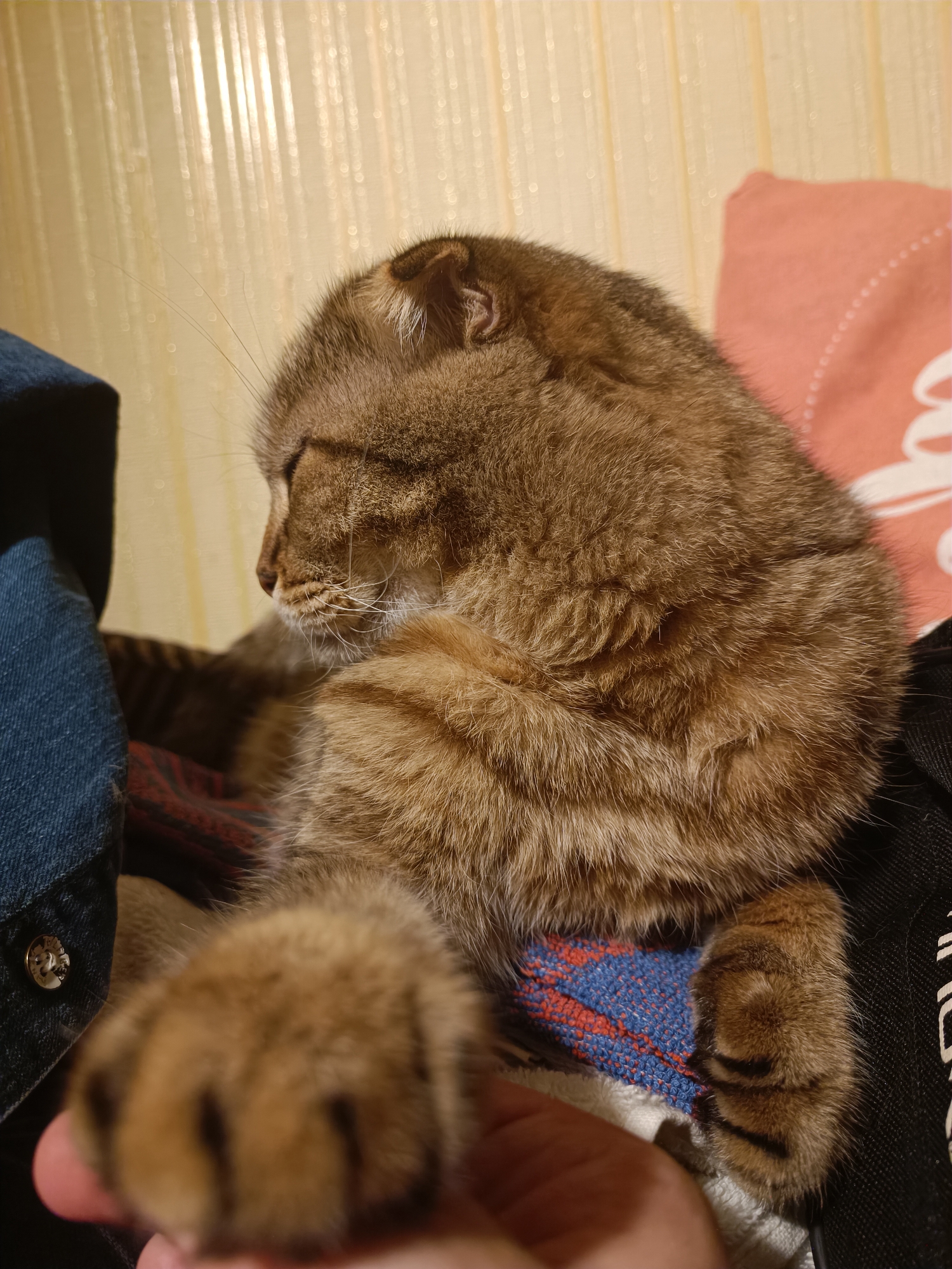 A domestic cat with tabby markings is lying down and appears to be sleeping. The cat is curled up on a soft surface, possibly a blanket or a cushion, with a blue and red patterned fabric visible beneath it. To the left of the cat, a portion of a blue denim garment is present, with a silver button visible. In the background, a wall with vertical, textured panels is illuminated by light, creating a soft, glowing effect. The overall impression is one of a cozy, indoor setting. The location is not specified.