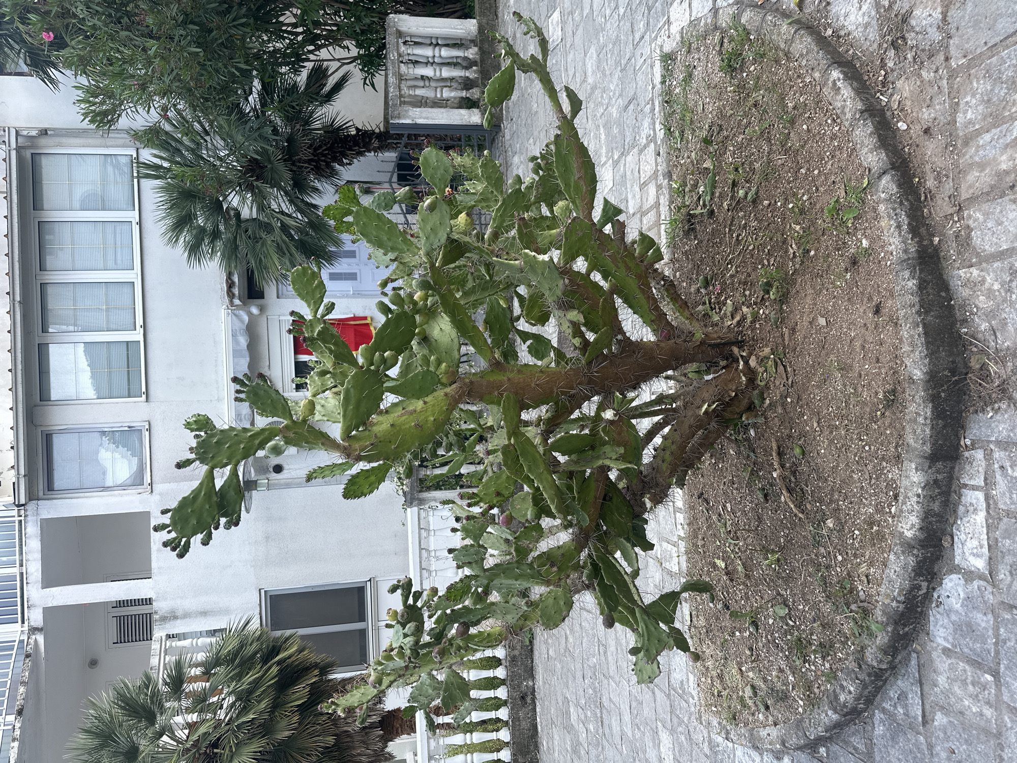 The image shows a prickly pear cactus growing in a circular planter bed in the city of Budva, Montenegro. The planter is located on a stone-paved area next to a building with white walls, windows, and balconies. Palm trees are also visible in the background, suggesting a Mediterranean climate. The cactus has several pads and a few fruits, and its trunk is covered in spines. The planter bed contains loose soil with some small plants growing around the base of the cactus.