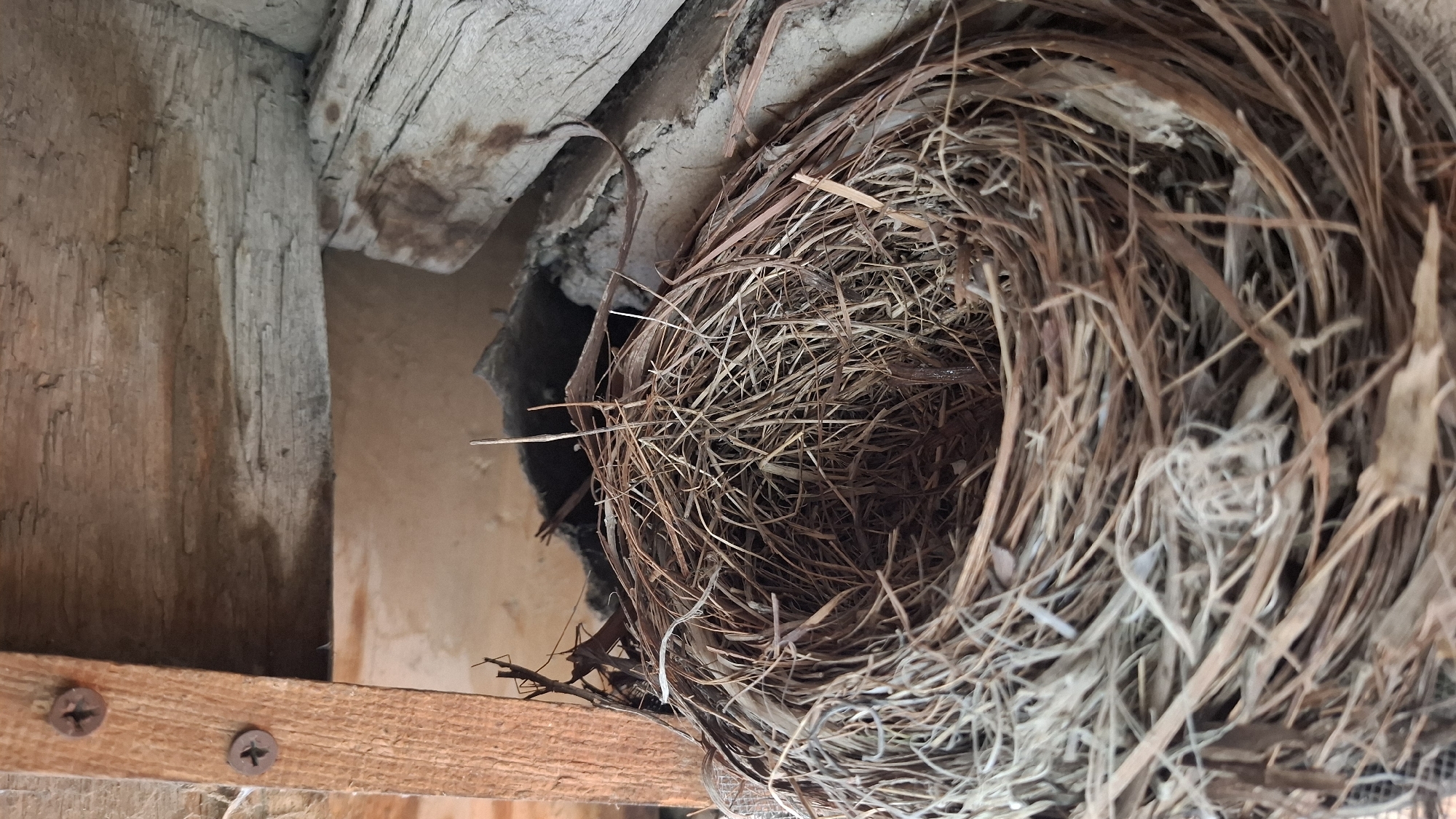The image shows a close-up view of an empty bird's nest constructed from dry grass and twigs. The nest is situated in a sheltered, possibly man-made structure, with rough wooden beams visible above and to the right, secured by rusty screws. The background includes a rough, possibly concrete or plaster surface. The overall scene suggests an outdoor, rustic environment. There are no people or animals present in the image. The location in Шұбарсу, Kazakhstan, is not visually identifiable from the image content itself.