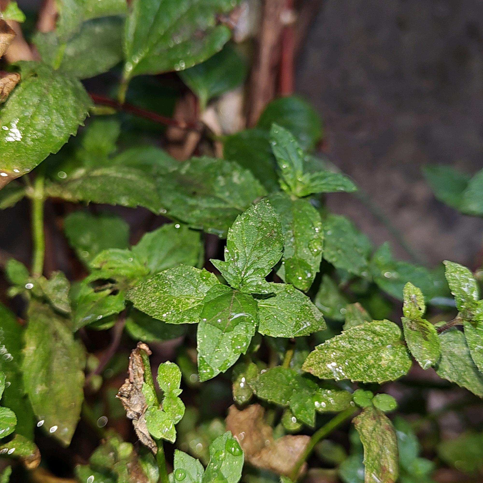 The image is a close-up, macro photograph of green leaves, likely from a plant such as mint, given the textured appearance and droplets of water on the surfaces. The leaves are varied in size and shape, with some appearing more elongated and others more rounded. The overall color palette is dominated by shades of green, with some brown and reddish hues from the stems and dried plant matter in the background. Small, circular highlights on the leaves suggest the presence of water droplets or dew, catching the light. The background is out of focus, showing a dark, mottled texture, possibly a wall or soil. The scene is outdoors, with natural lighting. There are no people or discernible actions taking place. The image does not provide any specific details or context to place it in the city of Khujand, Tajikistan.