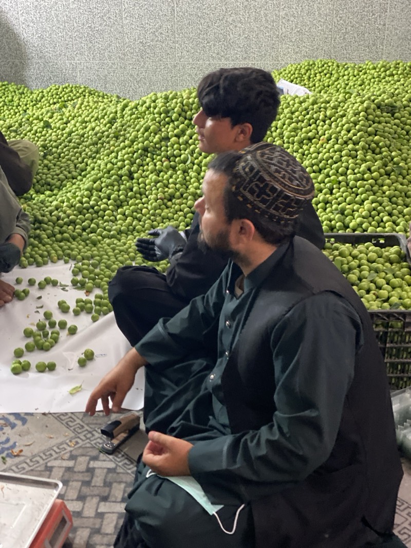 This media file depicts an indoor scene in Kandahar, Afghanistan, where several men are engaged in handling a large quantity of green, spherical fruits, likely unripe plums (goje sabz) or a similar type of produce.
The background is dominated by an enormous pile of these vibrant green fruits, stacked high against a light gray, textured wall. In the foreground and midground, at least three men are visible, two of whom are prominently featured sitting on a patterned rug or mat. The man in the immediate foreground, seen from the side, wears a dark green shalwar kameez with a dark waistcoat and a distinctive patterned cap, and has a beard. A light blue disposable face mask is hanging from his attire. Beside him, a younger man with dark, shaggy hair is also seated, wearing dark clothing and black gloves. A third person is partially visible on the far left.
The men appear to be in the process of sorting, inspecting, or preparing the fruits. A small collection of the green fruits is spread out on a white sheet of paper on the floor, indicating a careful selection or quality control process. A black plastic crate filled with more fruits is visible on the right. On the rug between the men, a stapler and a smartphone are placed, and the edge of a weighing scale with a silver tray can be seen in the bottom left corner, suggesting the fruits are being prepared for measurement, packaging, or sale. The traditional attire of the men provides a cultural context to this industrious scene.