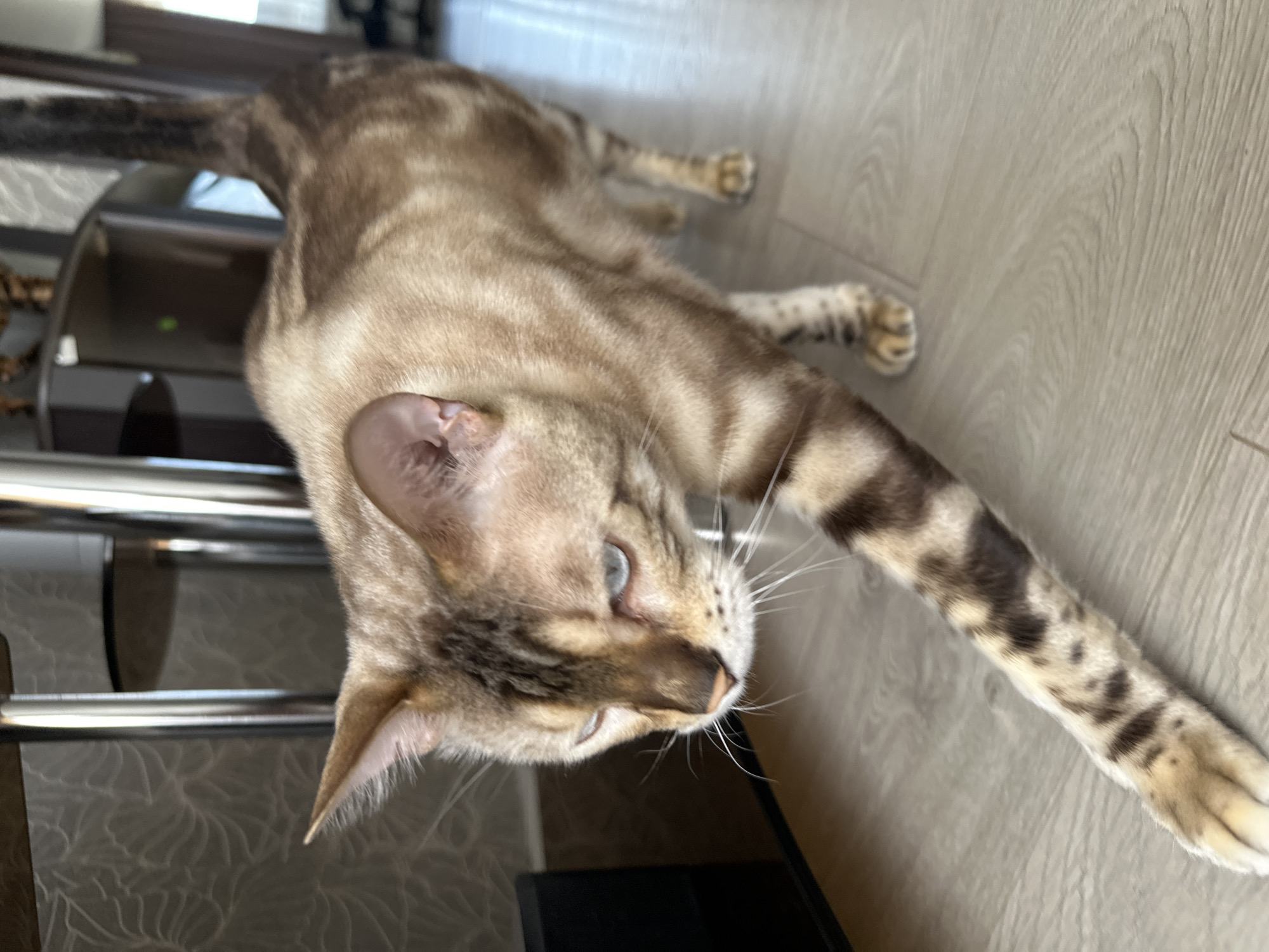 A Bengal cat with tan and brown tabby markings walks across a light-colored wooden floor. The cat's eyes are blue. The background shows a blurred interior scene with metal furniture legs and a textured wall. The location is stated to be Energetik, Russia.