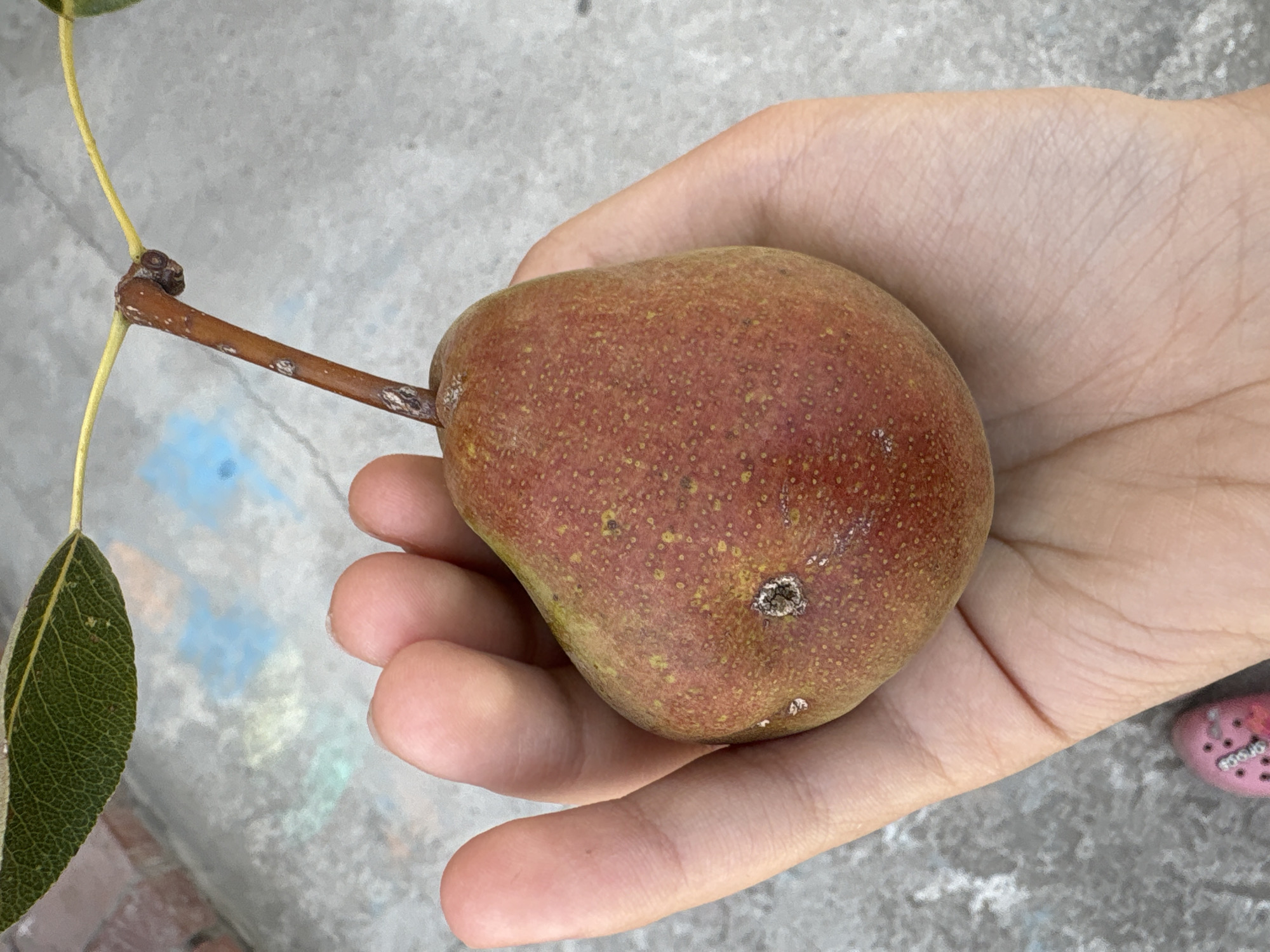 A close-up shot captures a hand holding a ripe pear. The pear, predominantly red with speckled yellow and green undertones, rests in the palm, its stem still attached and connected to a thin branch bearing a single green leaf. The hand, with visible lines and a light complexion, cradles the fruit. The background is a grey, textured surface, possibly a concrete patio or sidewalk, with faint blue and yellow chalk markings visible, suggesting an outdoor urban setting. A small pink shoe with a decorative element is partially visible at the bottom left of the frame. The scene appears to be in Georgiyevsk, Russia.
