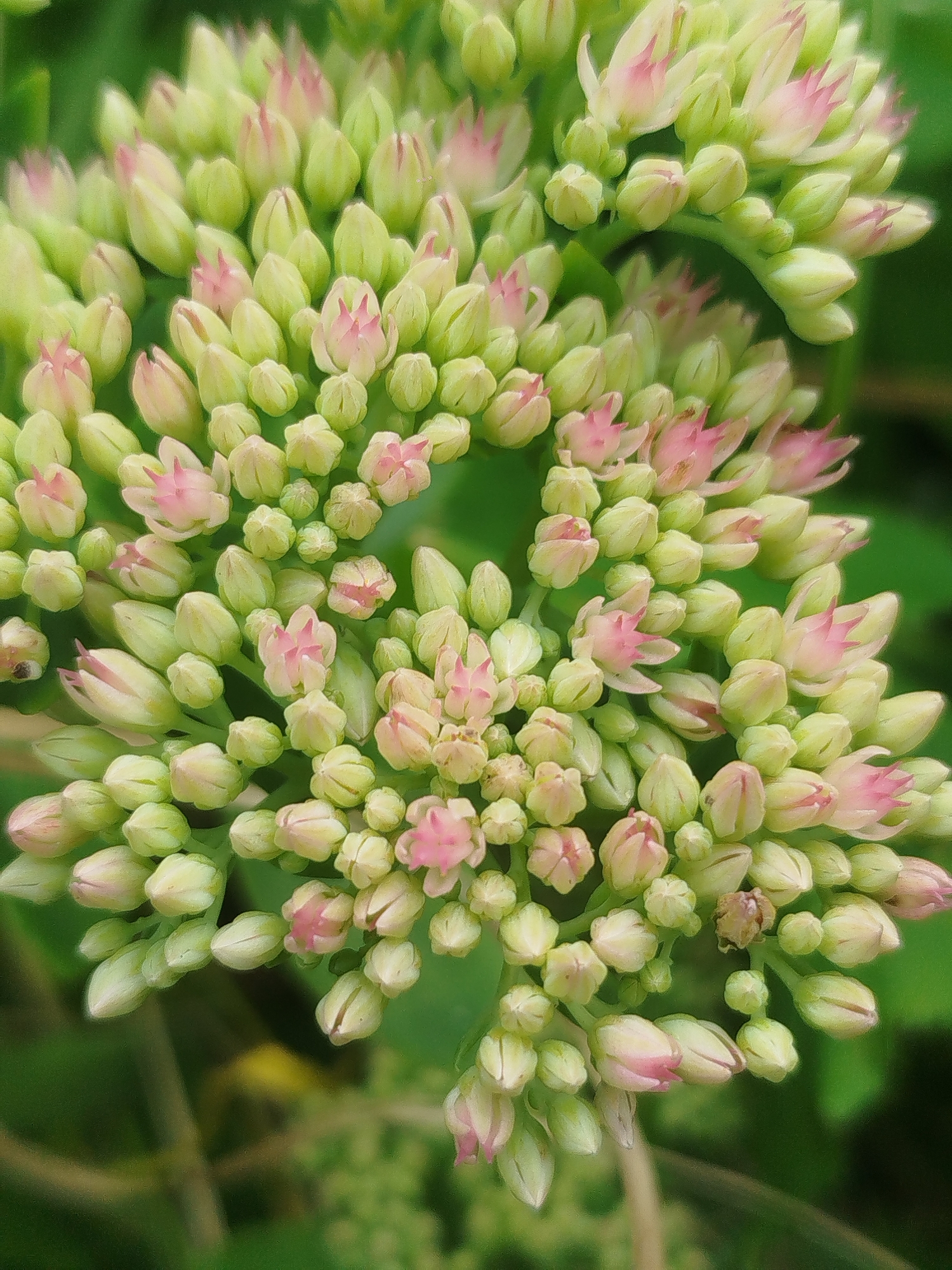 A close-up, shallow depth of field, vertical outdoor photograph shows a cluster of small, light green and pink flower buds. The buds are tightly packed and arranged in a rounded, somewhat flat-topped inflorescence. Some of the buds are slightly open, revealing delicate pink petals. The background is a soft blur of green foliage. The image was taken in Chkalovskoye SNT, Russia.