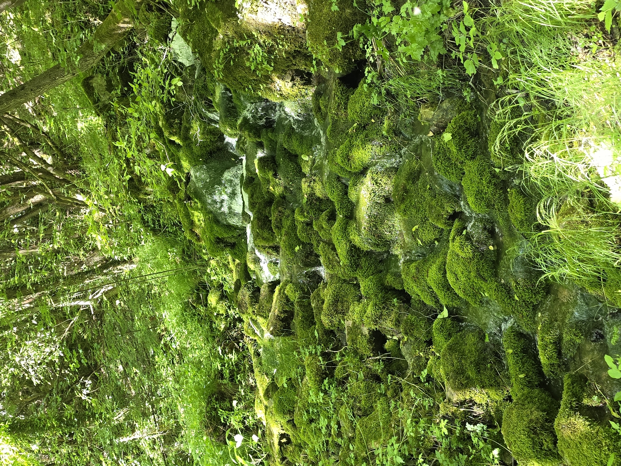 The image shows a moss-covered rock face with a small stream of water flowing down it. The location is Бачково, Bulgaria. Lush green vegetation surrounds the rock face, including trees and grasses. No people are visible in the image.