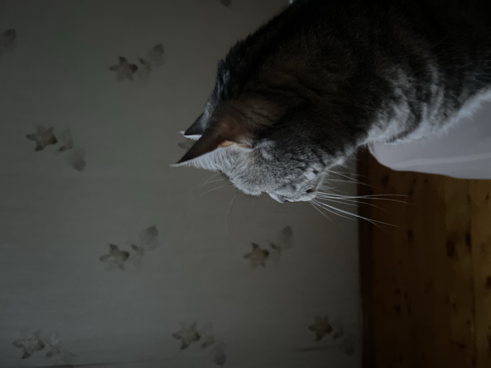 A close-up, profile view shows a grey tabby cat facing left, with its head and upper body occupying the right side of the frame. The cat has sharp, pointed ears and a fluffy coat with dark tabby markings. Its whiskers are long and white. The background consists of a wall with a faded floral pattern of light grey flowers against a darker grey surface, and a wooden floor that is visible in the lower portion of the image. The lighting is dim, creating shadows and highlighting the cat's features. The scene appears to be indoors, possibly a domestic setting. The image was taken in Kaspiysk, Russia.